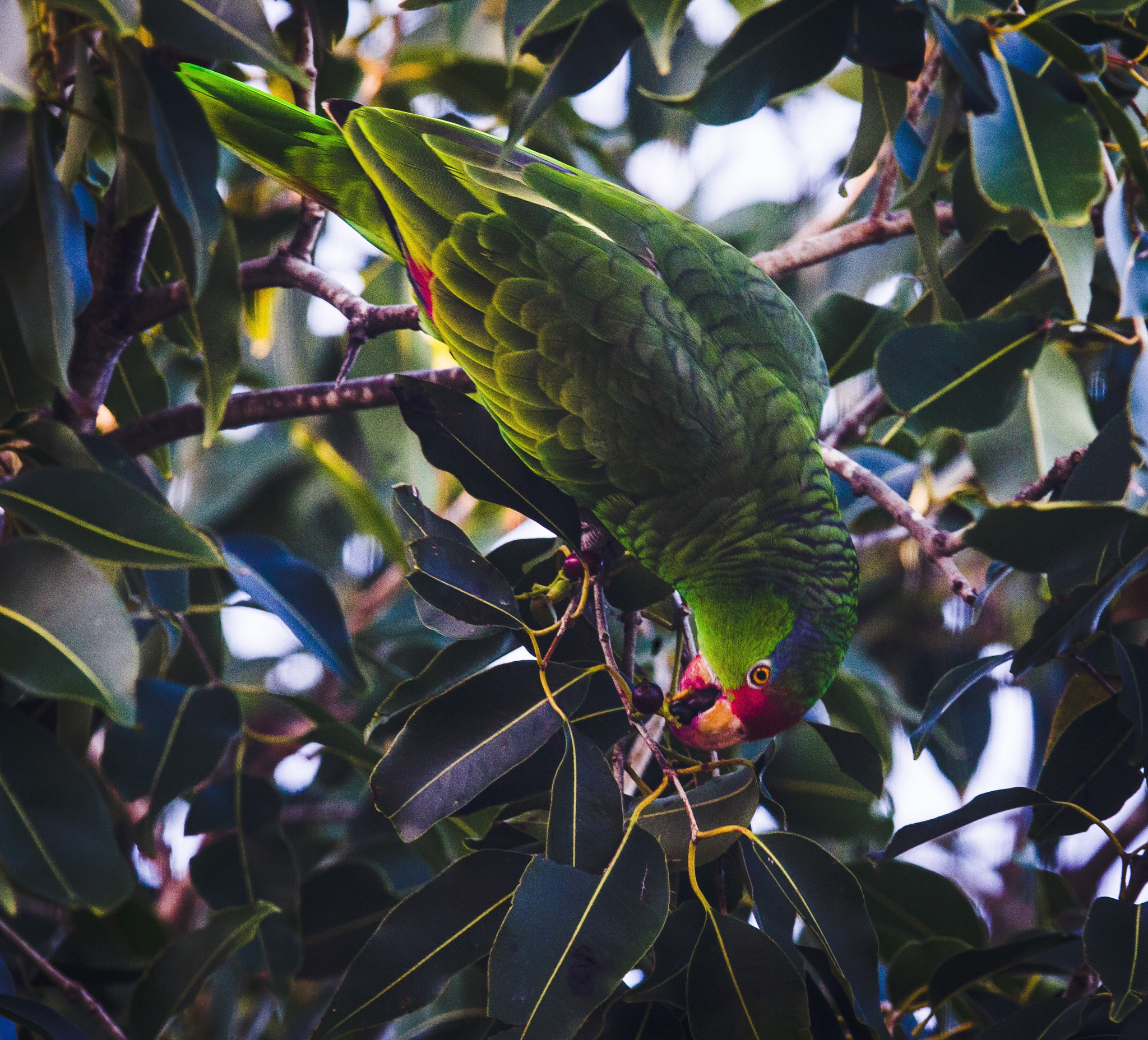 Canon EF 800mm F5.6L IS USM sample photo
