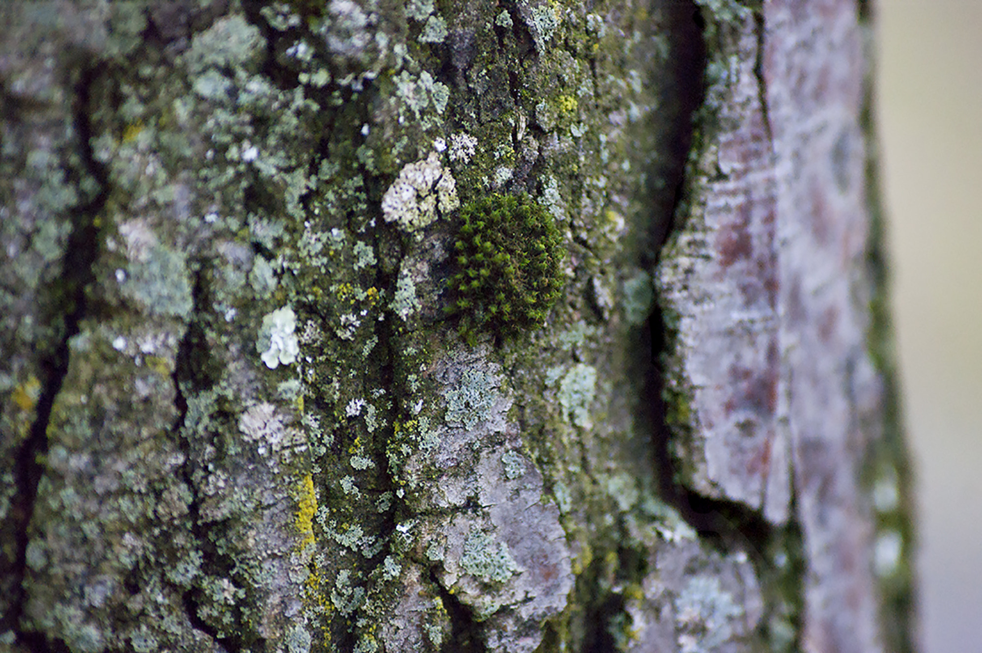 Sony Alpha DSLR-A350 + Sony DT 55-200mm F4-5.6 SAM sample photo. Moss photography
