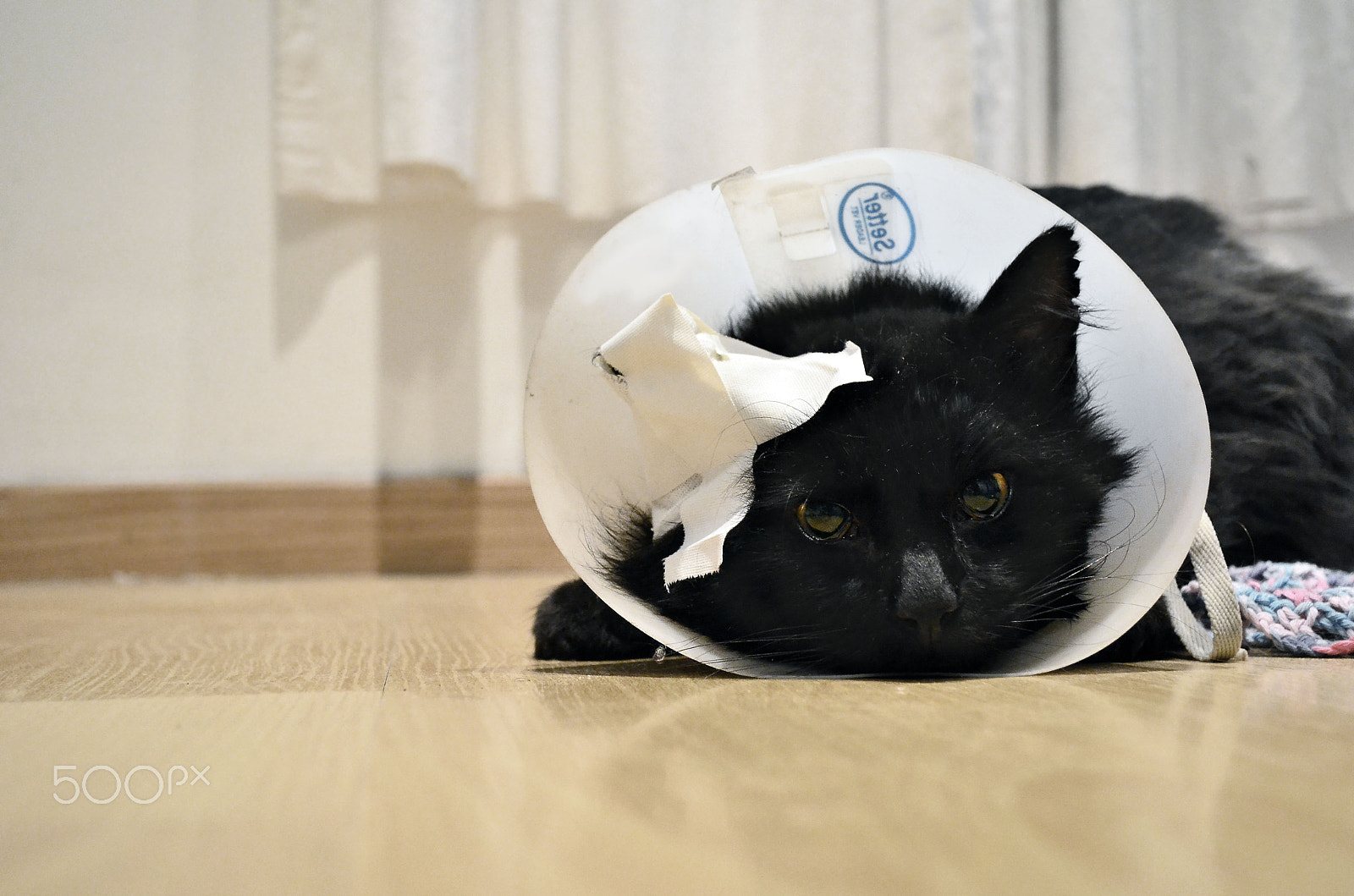 Sigma 18-125mm F3.8-5.6 DC OS HSM sample photo. Chuchito photography