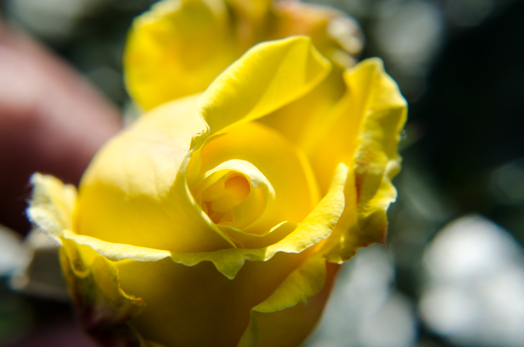 AF Zoom-Nikkor 35-80mm f/4-5.6D sample photo. Rose photography