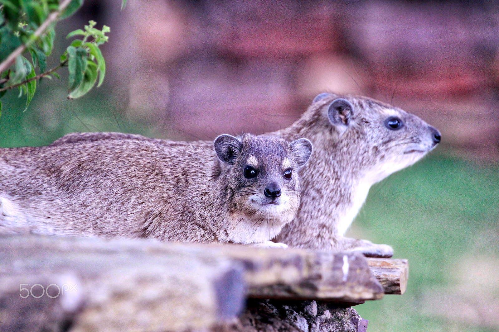 Canon EF 100-400mm F4.5-5.6L IS USM sample photo. Hyrax photography
