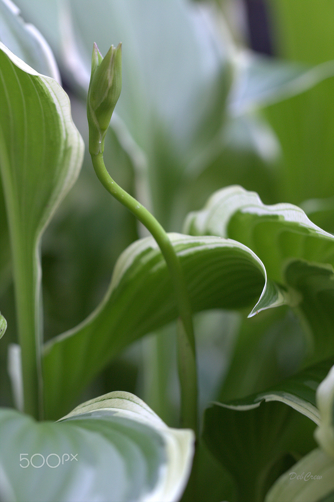 Canon EF 100mm F2.8L Macro IS USM sample photo. Hosta elegance photography