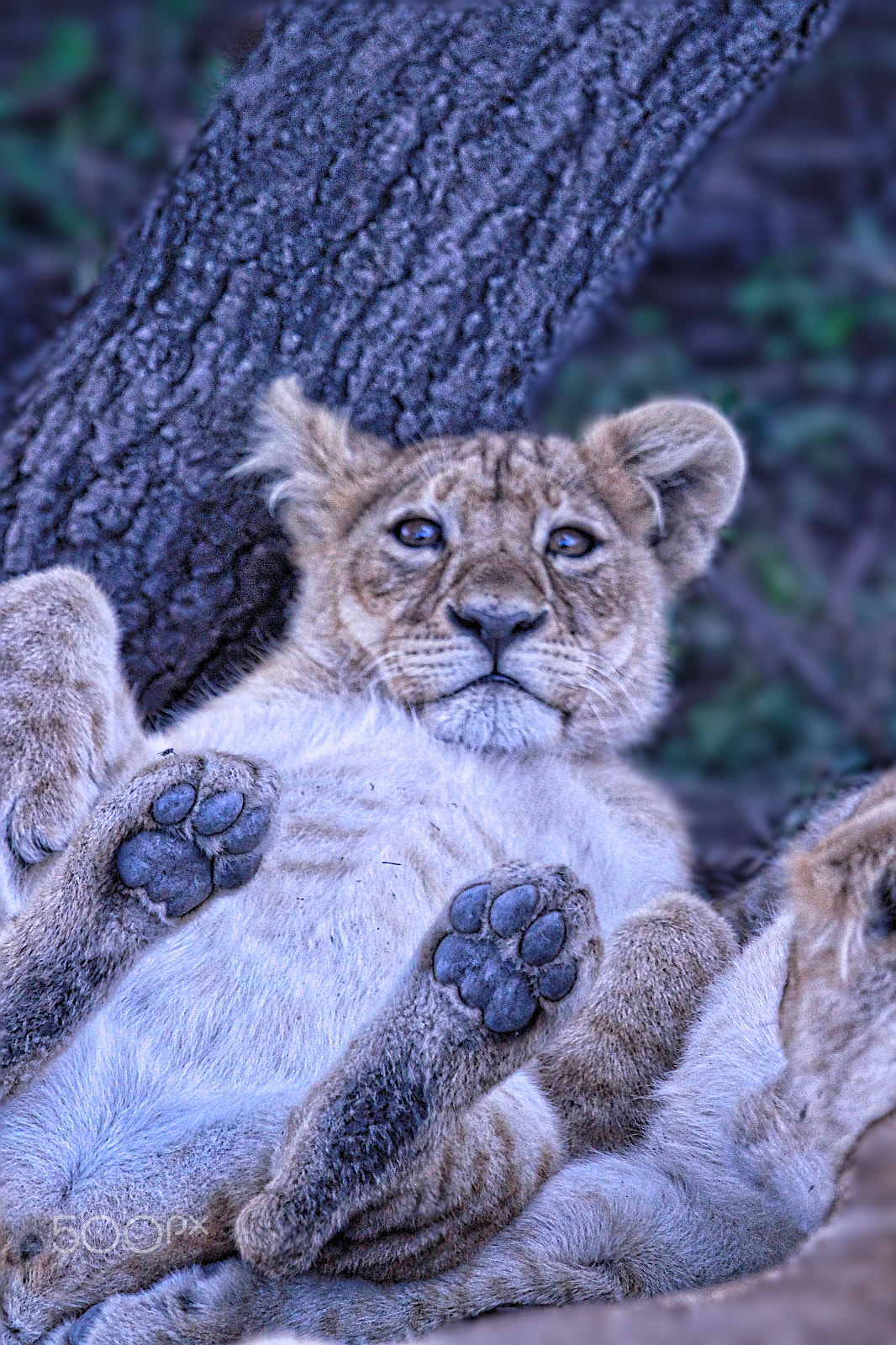 Canon EF 100-400mm F4.5-5.6L IS USM sample photo. Loin chilaxing photography