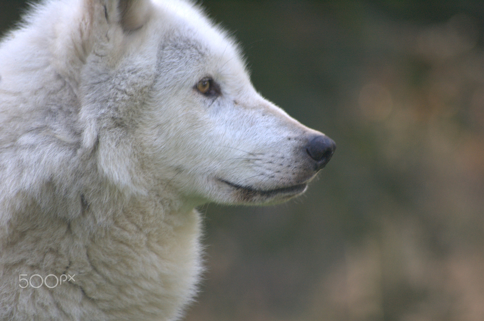 Nikon D70 sample photo. Wolf photography