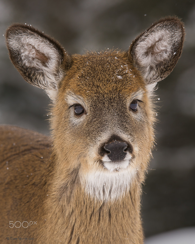 Nikon AF-S Nikkor 200-400mm F4G ED-IF VR sample photo. White-tailed deer photography