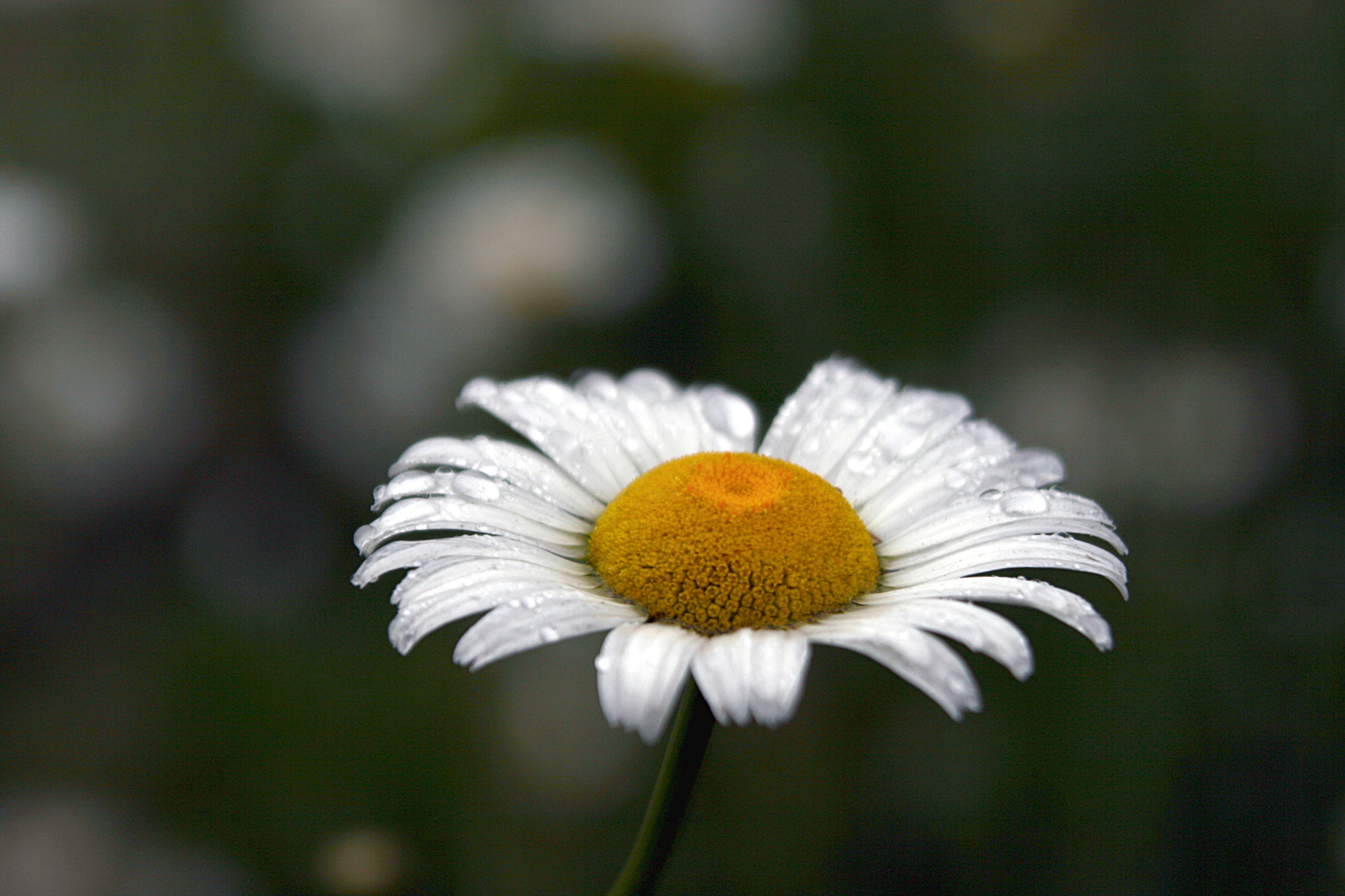 Canon EOS 400D (EOS Digital Rebel XTi / EOS Kiss Digital X) sample photo. Wet daisy photography
