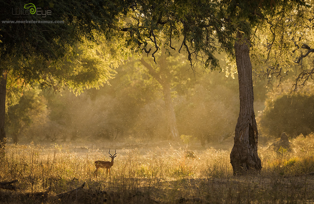 Nikon D3S + Nikon AF-S Nikkor 500mm F4G ED VR sample photo. Enchanted forest photography