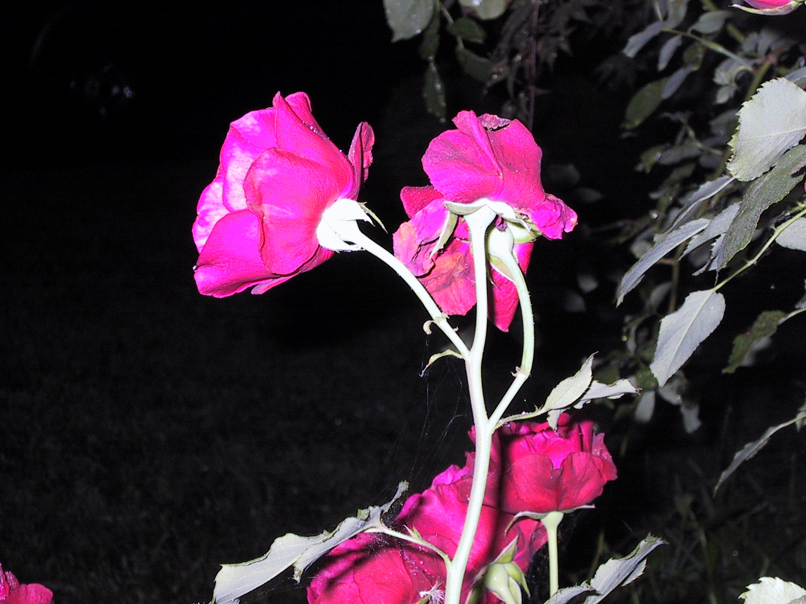 Canon POWERSHOT S10 sample photo. Rose at night photography