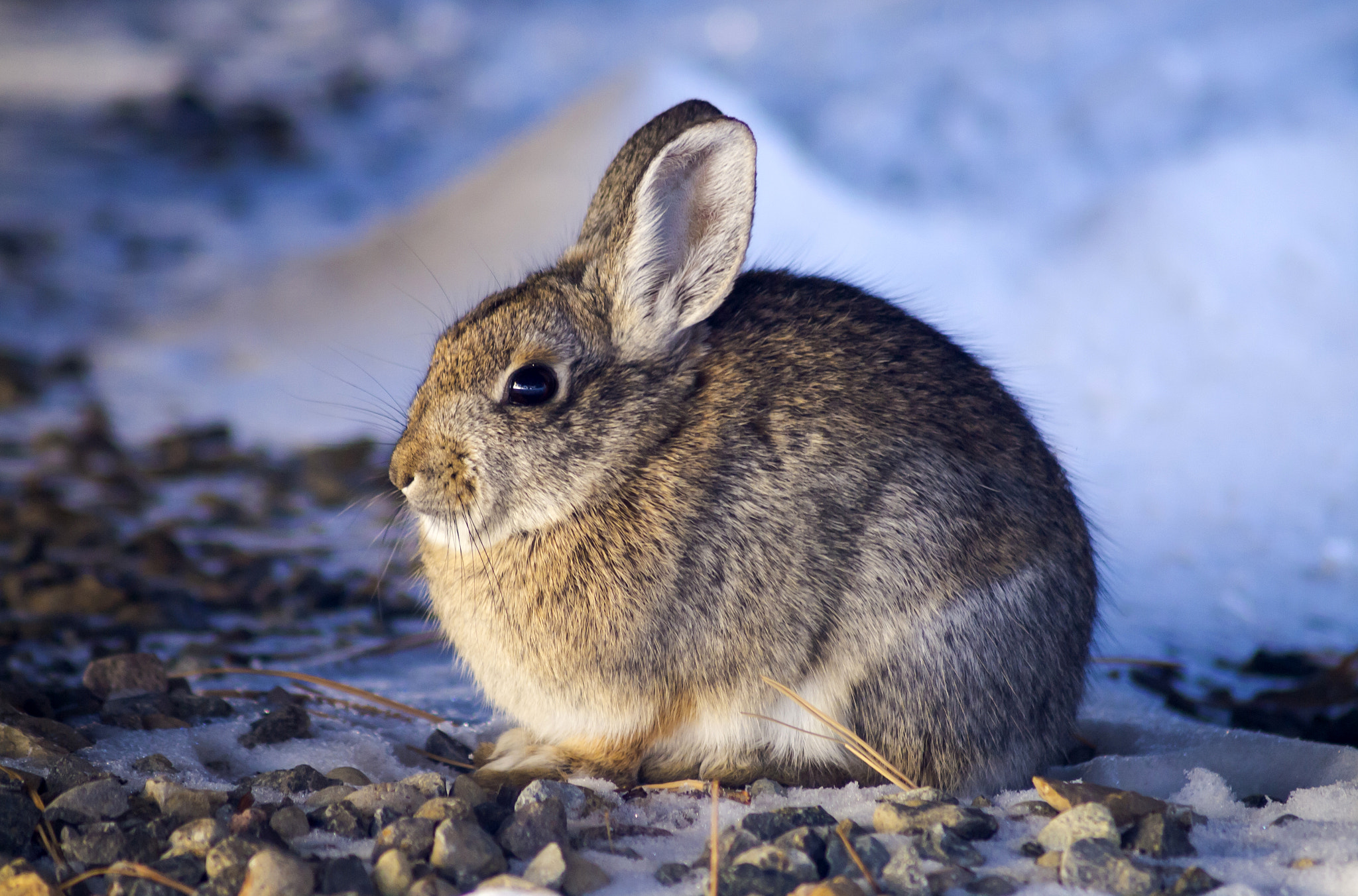 Olympus E-5 sample photo. Winter rabbit photography