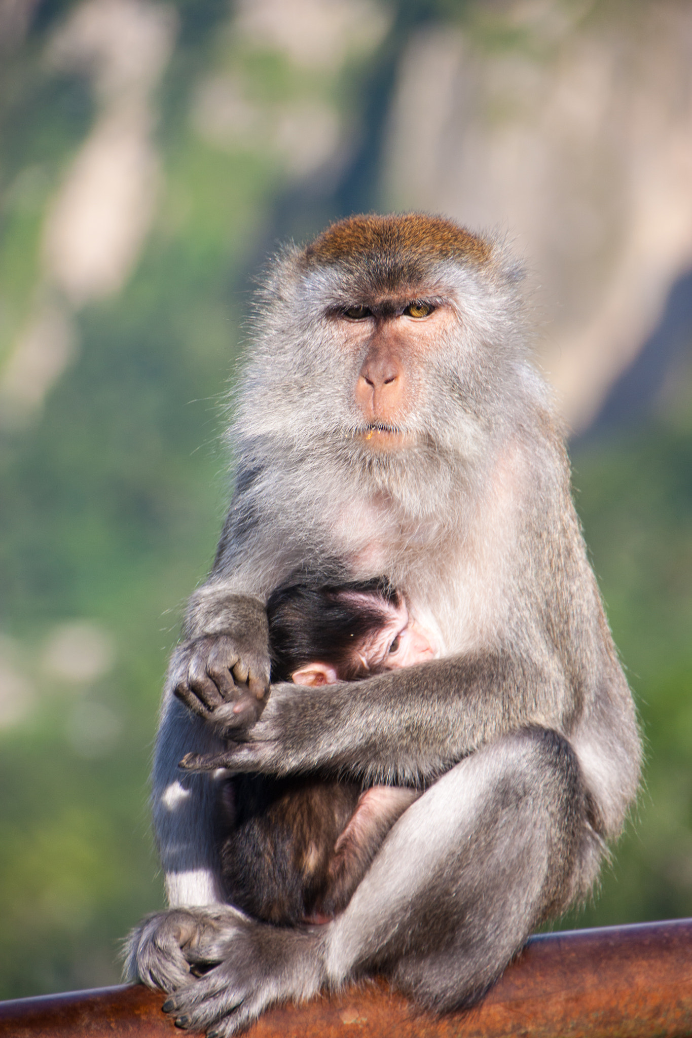 Sigma 18-250mm F3.5-6.3 DC OS HSM sample photo. Sianok ape photography