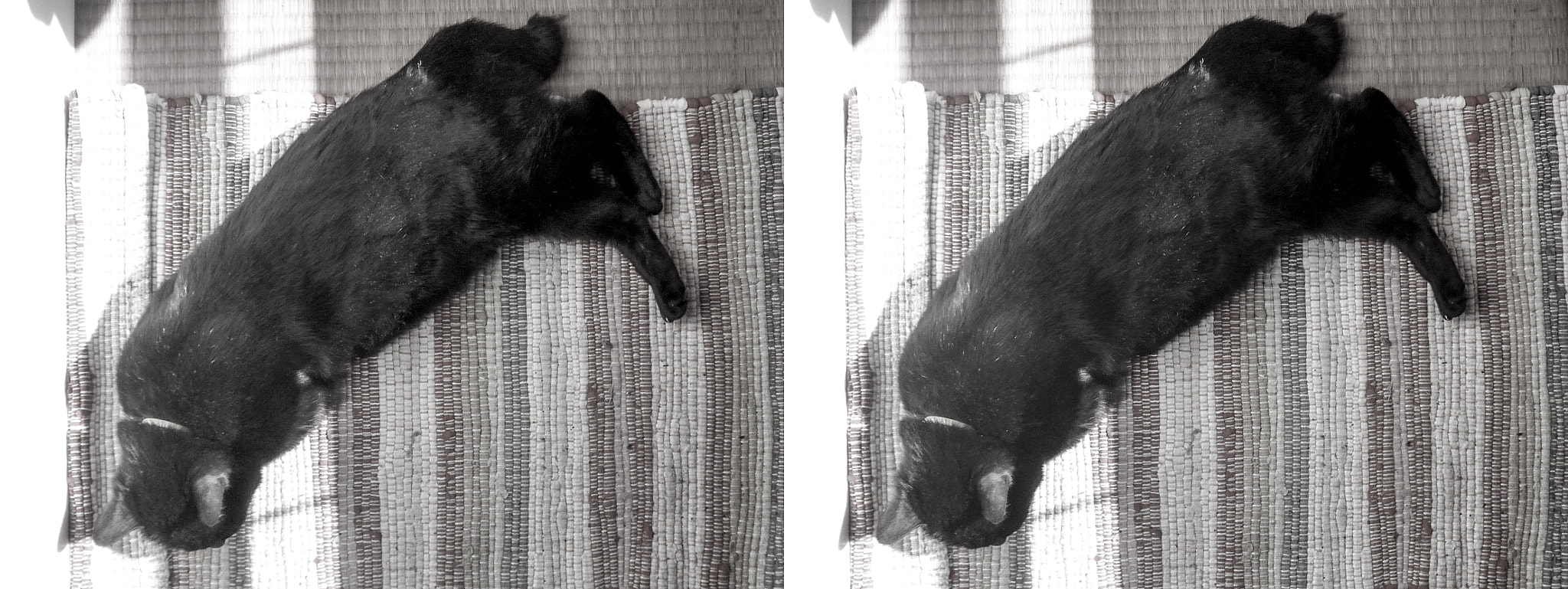Panasonic DMC-3D1 sample photo. Black cat stereo (cross-eyed-viewing) photography