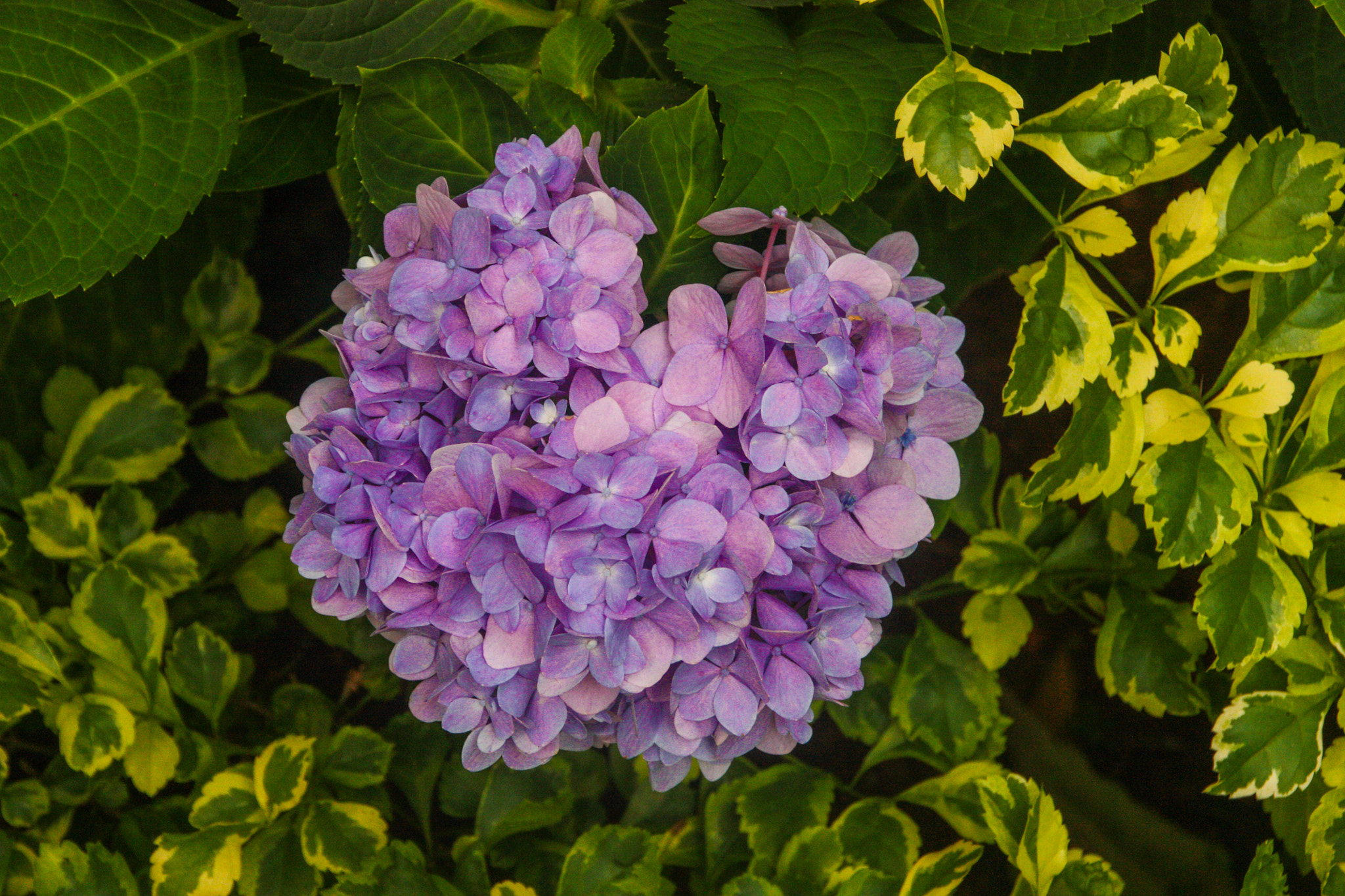 Sigma 18-250mm F3.5-6.3 DC OS HSM sample photo. Sejambak photography