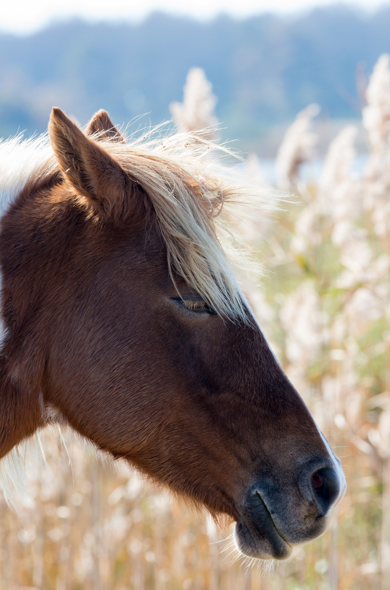 Pentax smc DA* 300mm F4.0 ED (IF) SDM sample photo. Magical creature photography