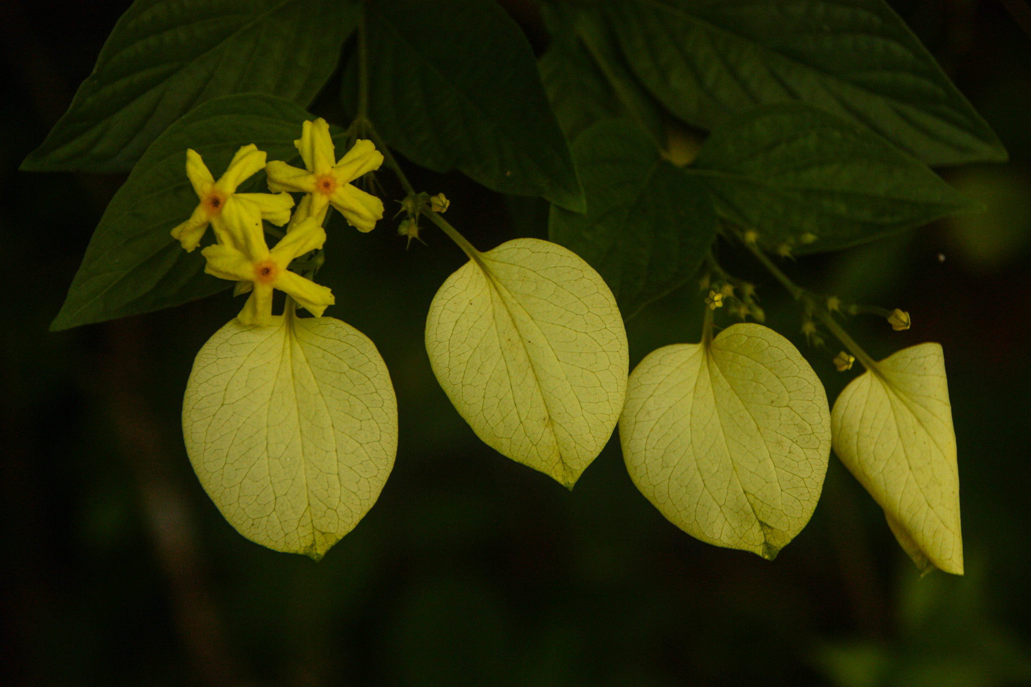 Sigma 18-250mm F3.5-6.3 DC OS HSM sample photo. Ixora photography
