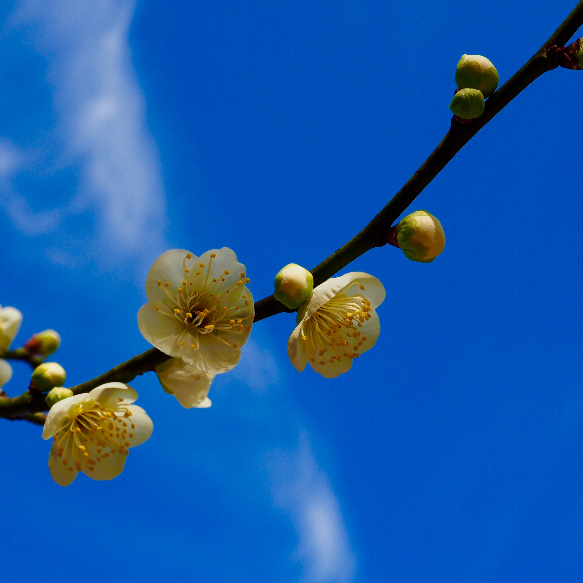 OLYMPUS M.12-50mm F3.5-6.3 sample photo. 梅 plum blossoms photography