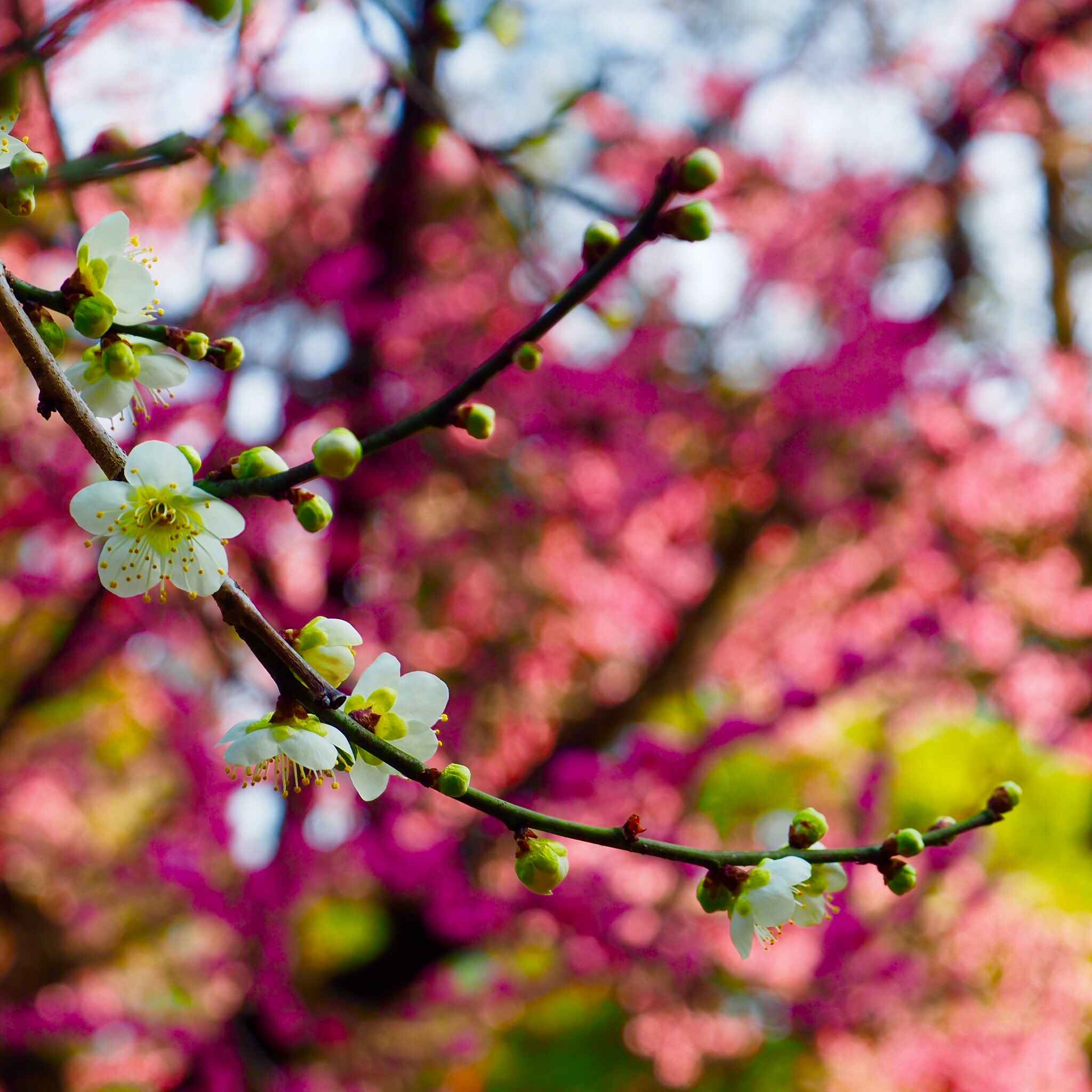 OLYMPUS M.12-50mm F3.5-6.3 sample photo. 梅 plum blossoms photography