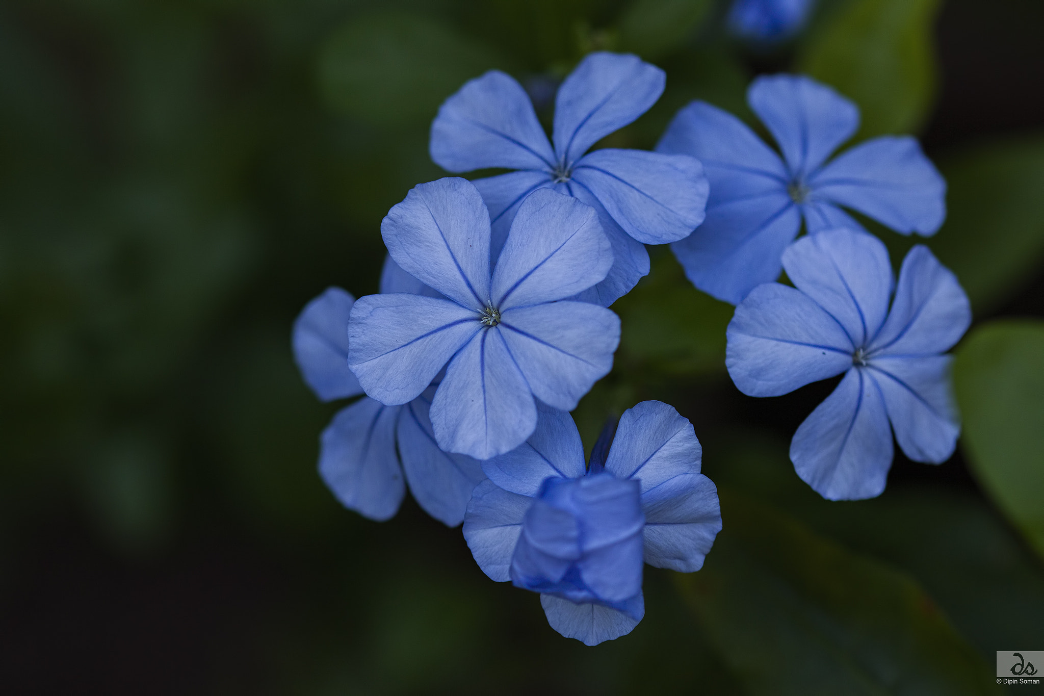 Sigma 105mm F2.8 EX DG OS HSM sample photo. Blue photography