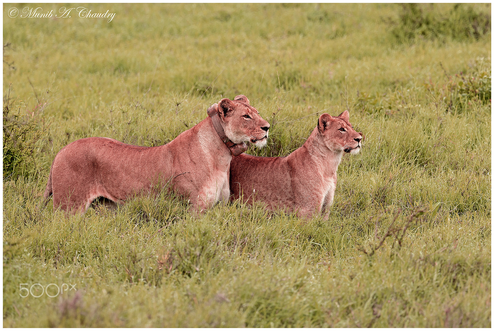 Canon EF 200-400mm F4L IS USM Extender 1.4x sample photo. Who goes there? photography
