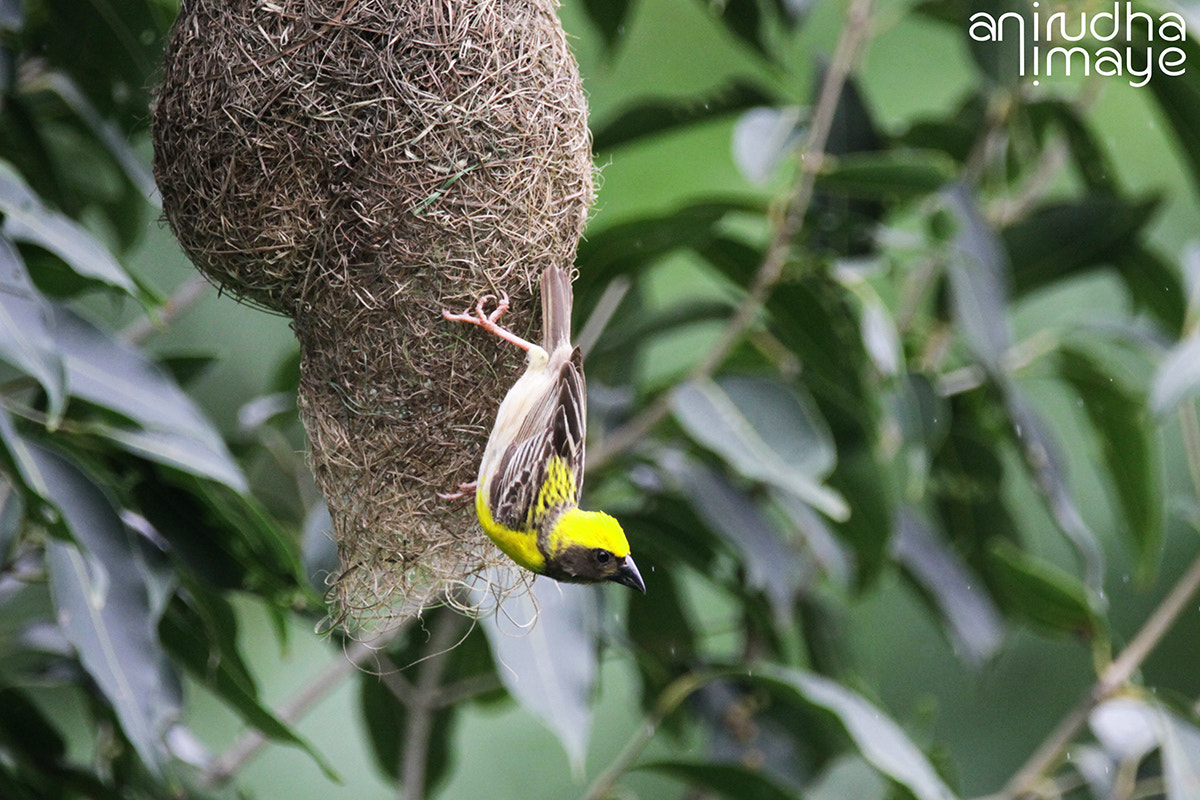Sigma 150-600mm F5-6.3 DG OS HSM | C sample photo. Weaver photography