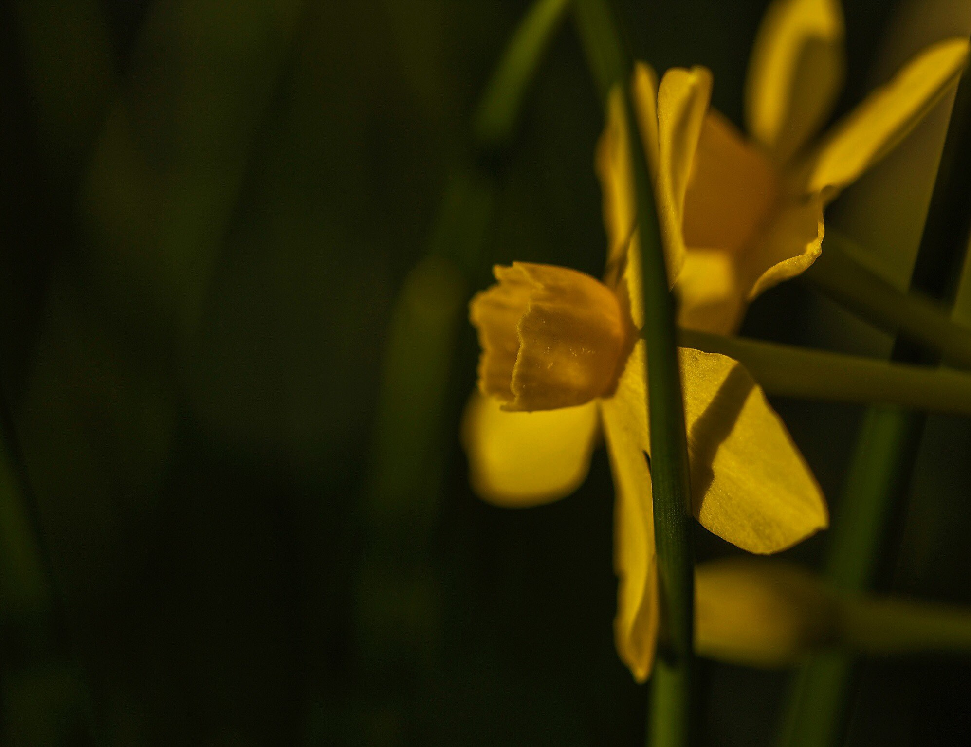 Canon EOS 1100D (EOS Rebel T3 / EOS Kiss X50) + Canon EF 100mm F2.8 Macro USM sample photo. Jonquil photography