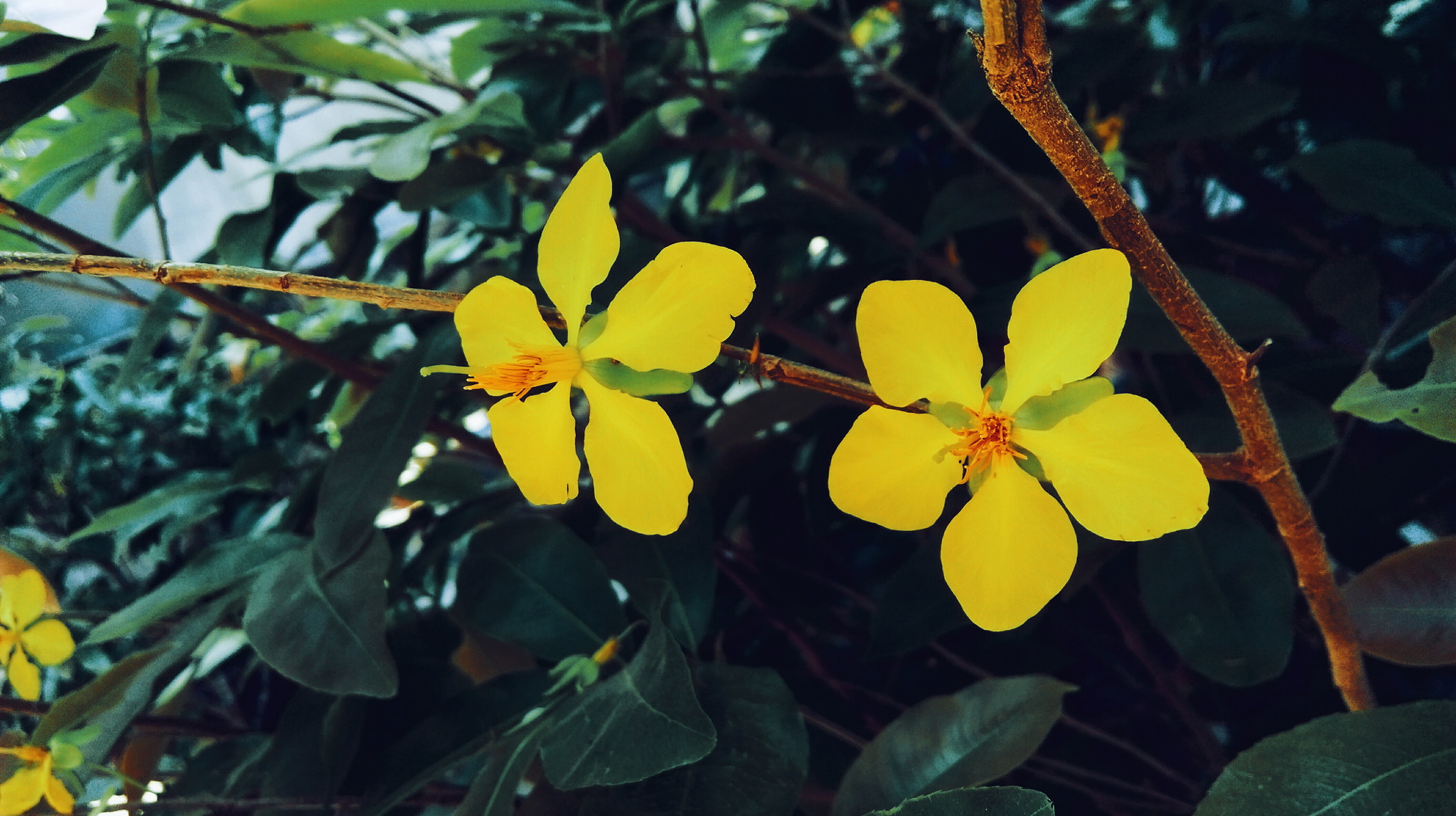 HTC ONE (E8) DUAL SIM sample photo. Flower photography