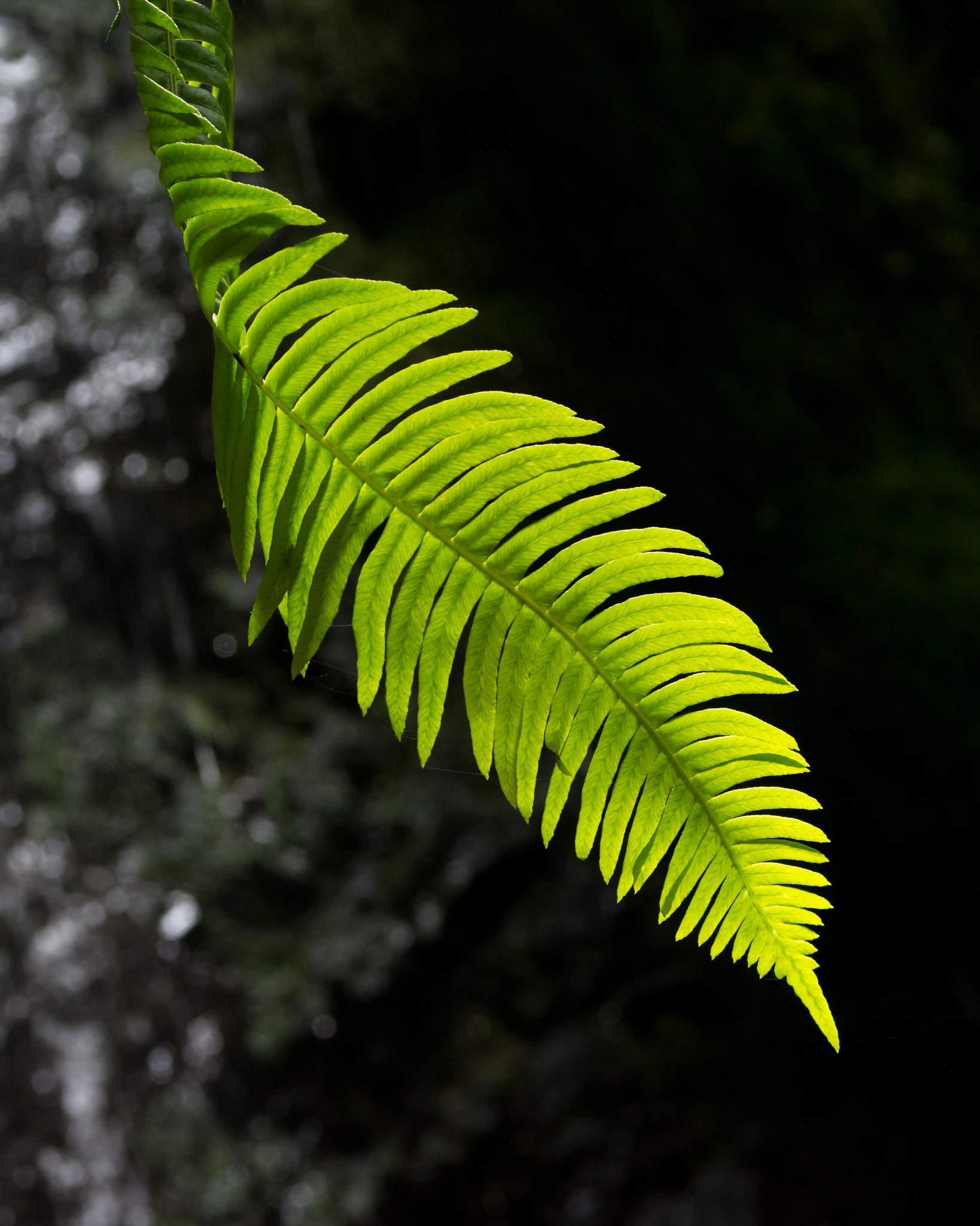 Nikon AF-S Nikkor 28-70mm F2.8 ED-IF sample photo. Glowing fern photography