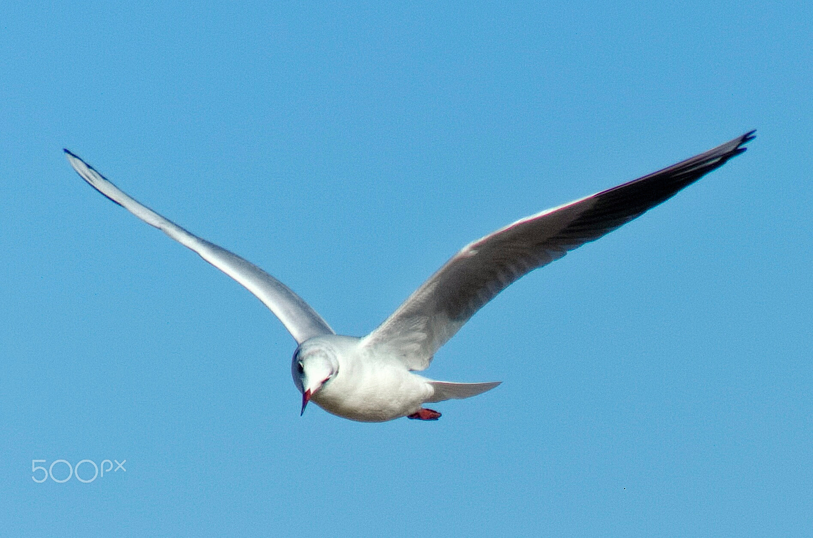 Panasonic Lumix DMC-FZ200 + Built-in lens sample photo. Untitled photography