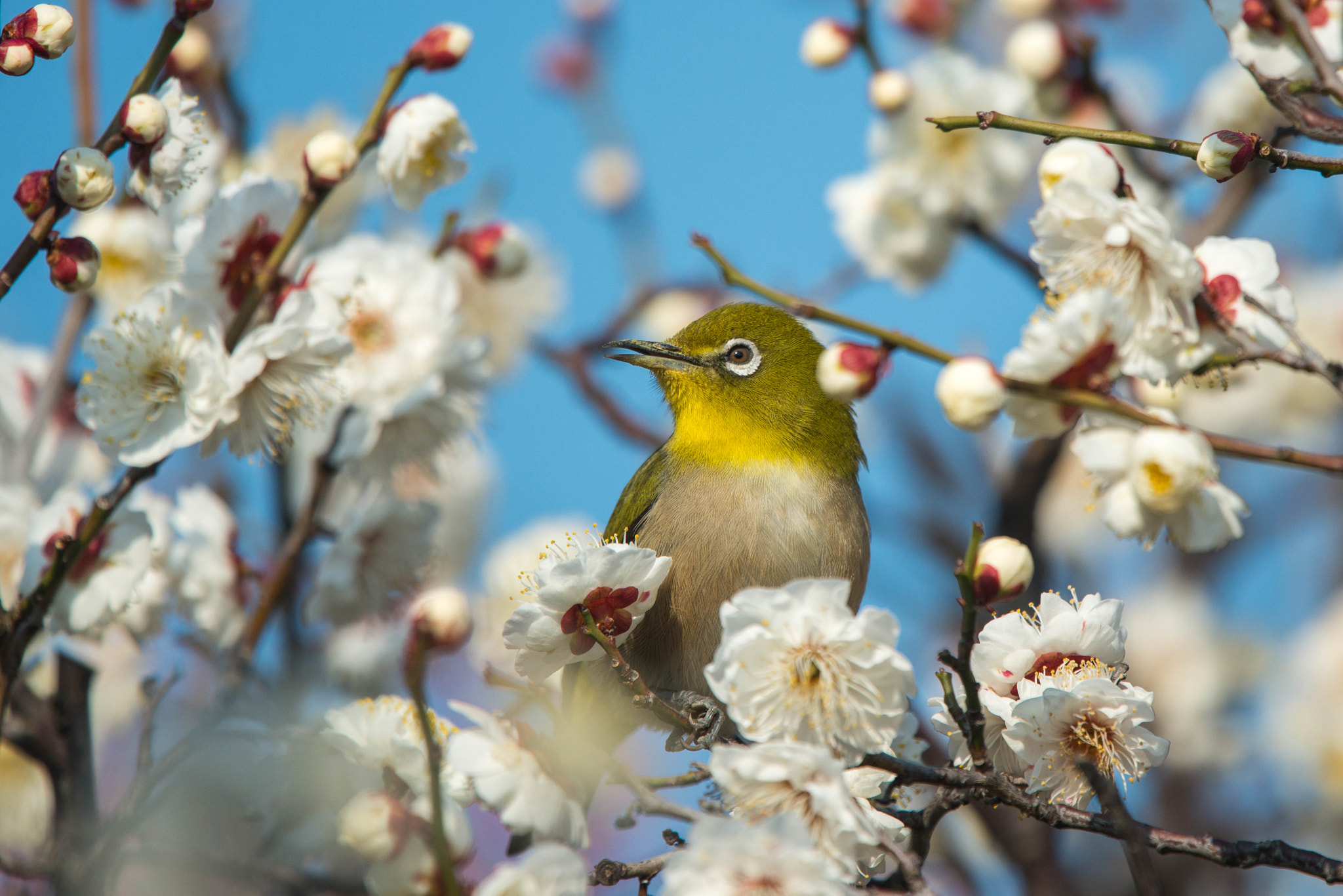 Nikon Nikkor AF-S 300mm F4E PF ED VR sample photo. White-eyes in plum blossom photography