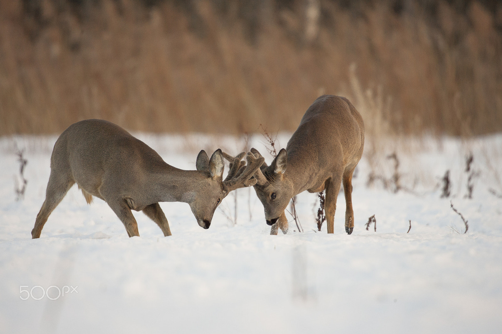 Canon EF 300mm F4L IS USM sample photo. A great moment photography