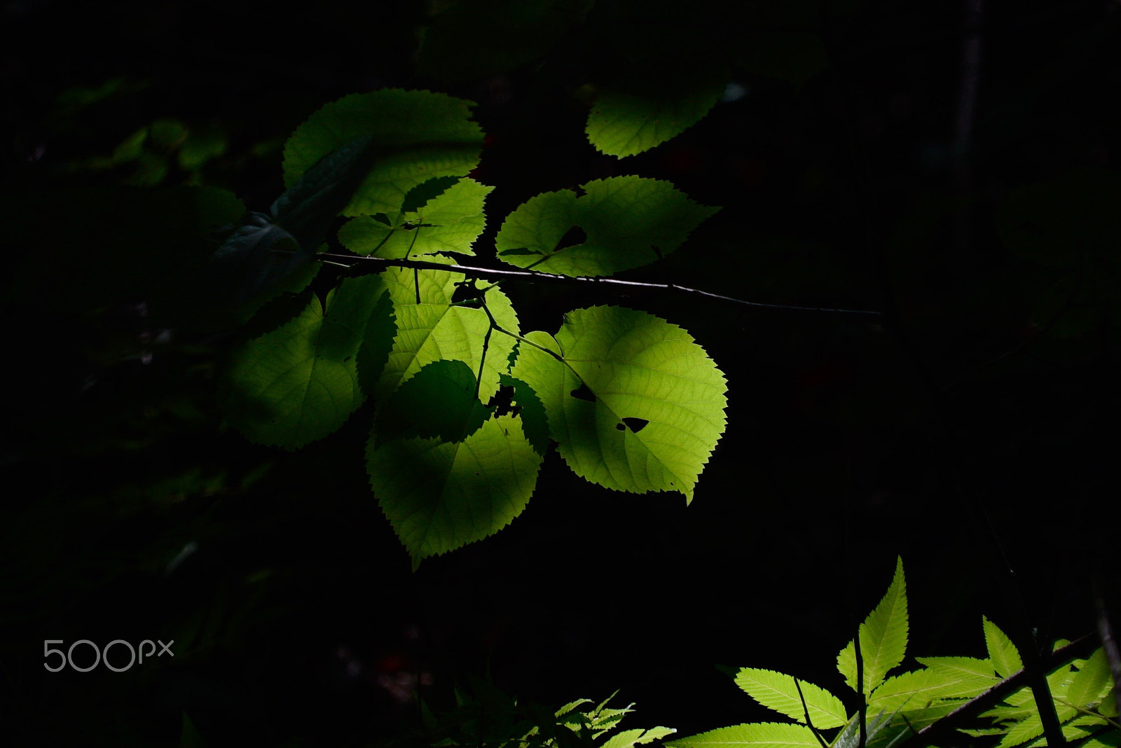 Sony FE 24-240mm F3.5-6.3 OSS sample photo. Green green photography