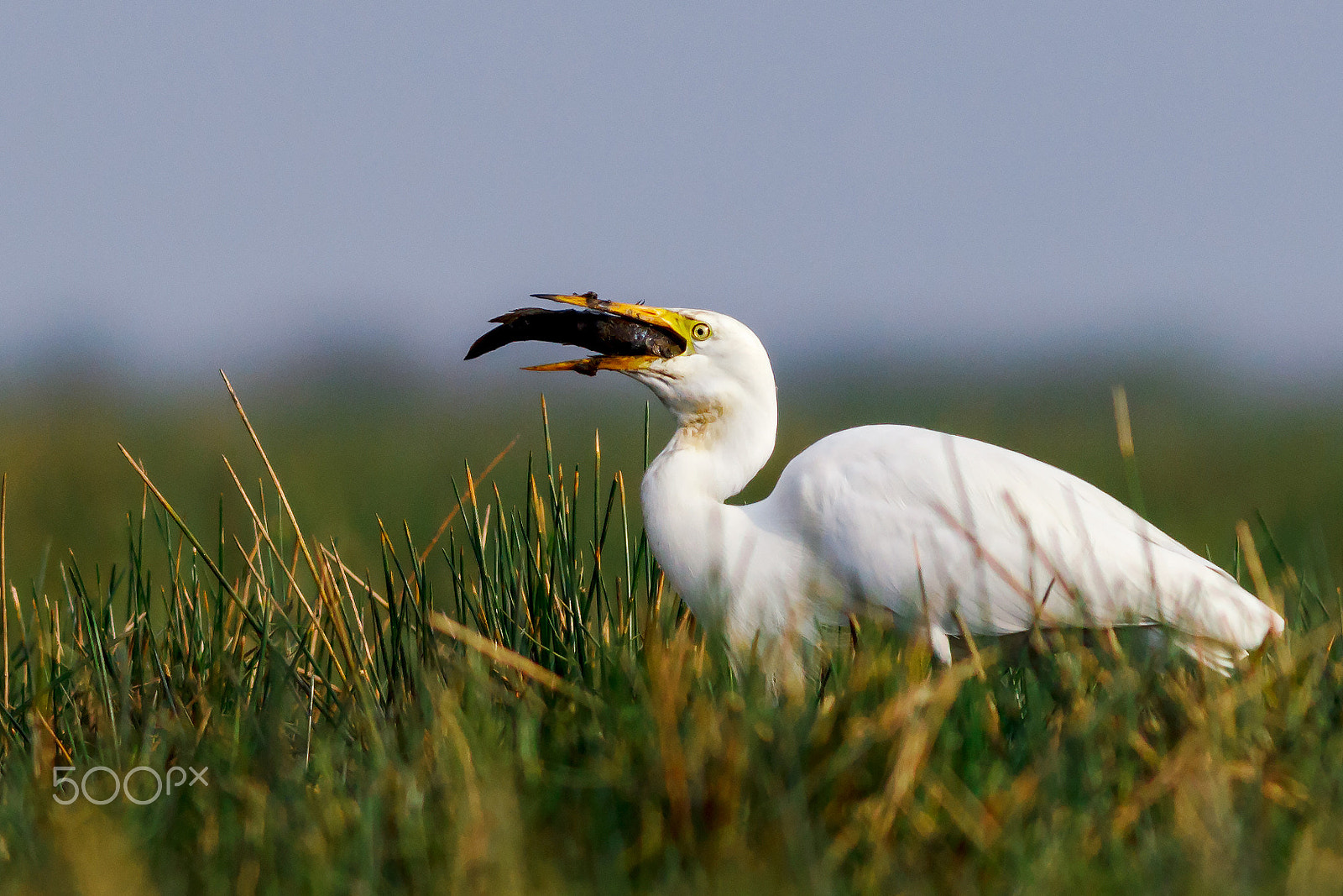 Canon EOS 60D + Canon EF 400mm F5.6L USM sample photo. The bounty photography