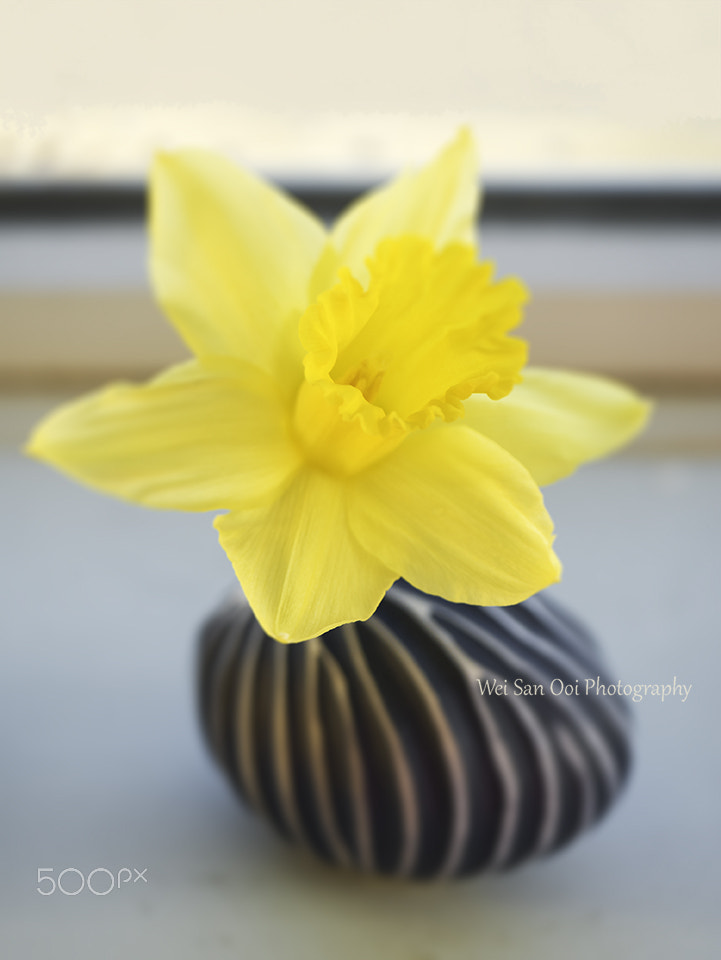 Daffodils 43