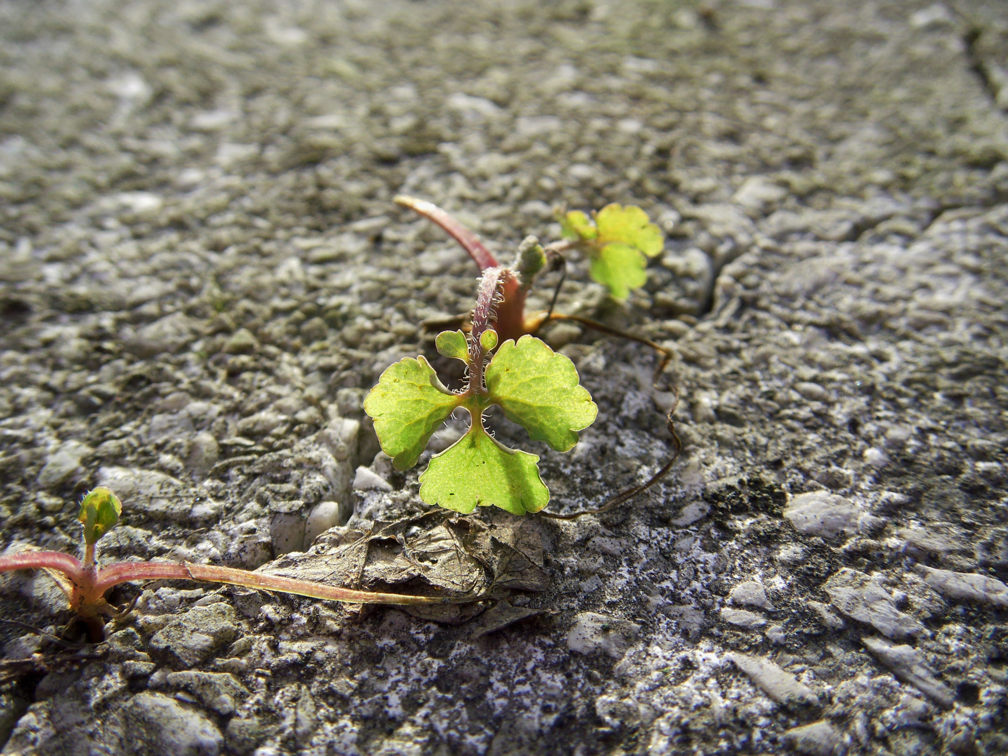 Fujifilm FinePix Z300 sample photo. Porból is újjá éledő photography