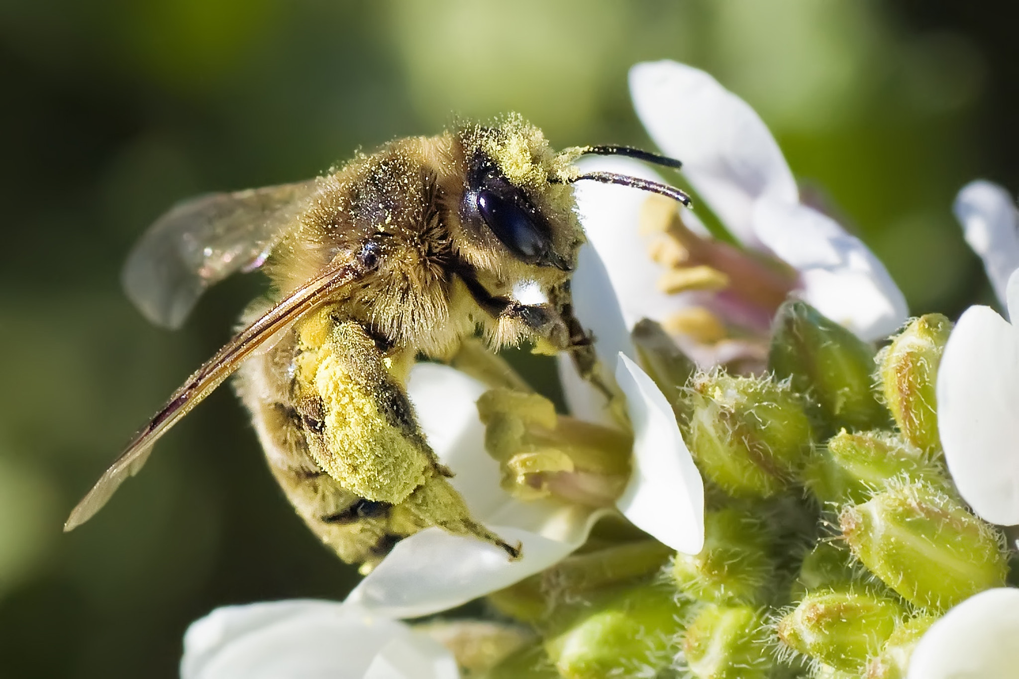 Nikon D40 sample photo. Honey maker photography