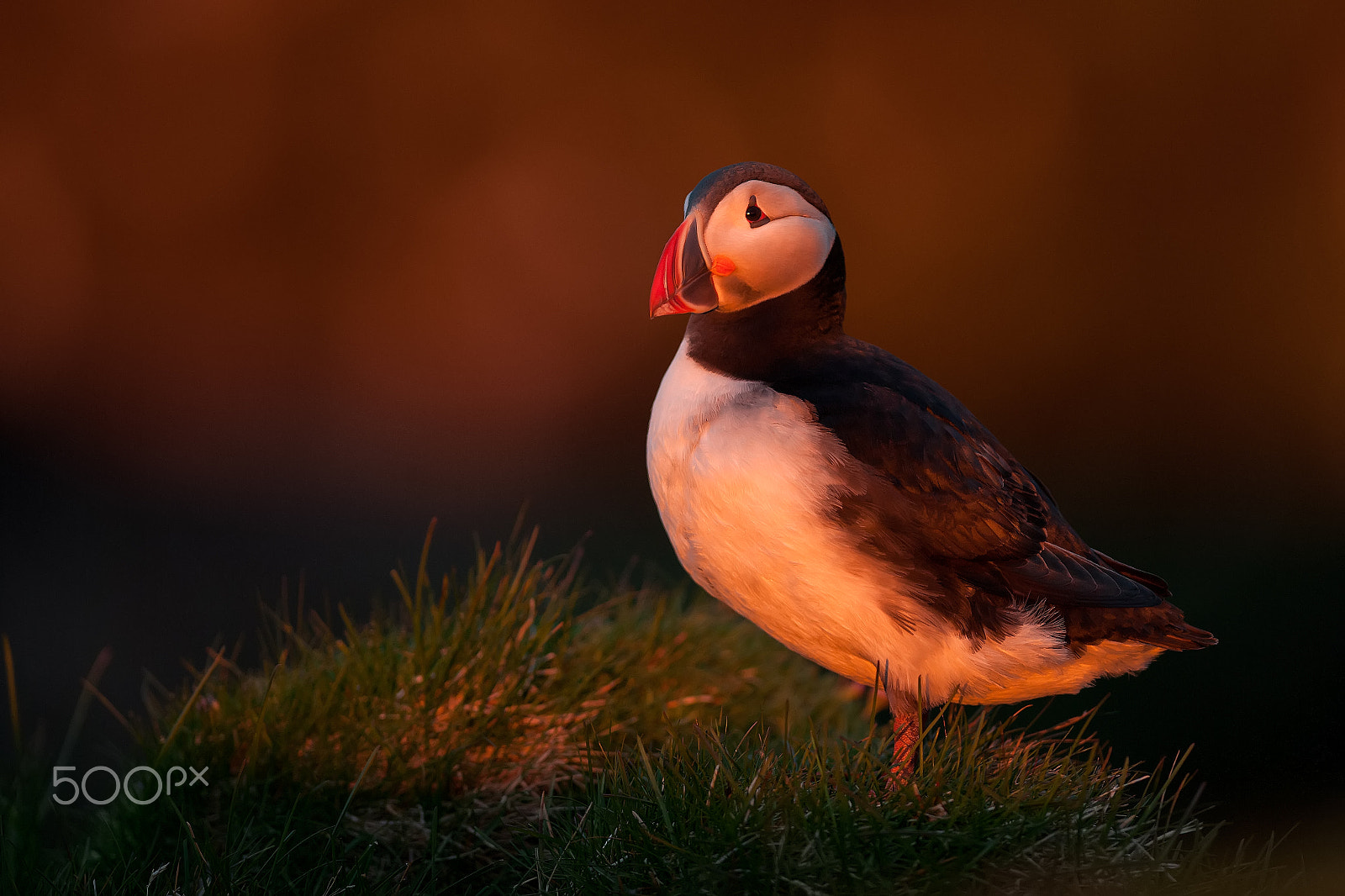 Nikon AF-S Nikkor 300mm F2.8G ED-IF VR sample photo. Atlantic puffin photography