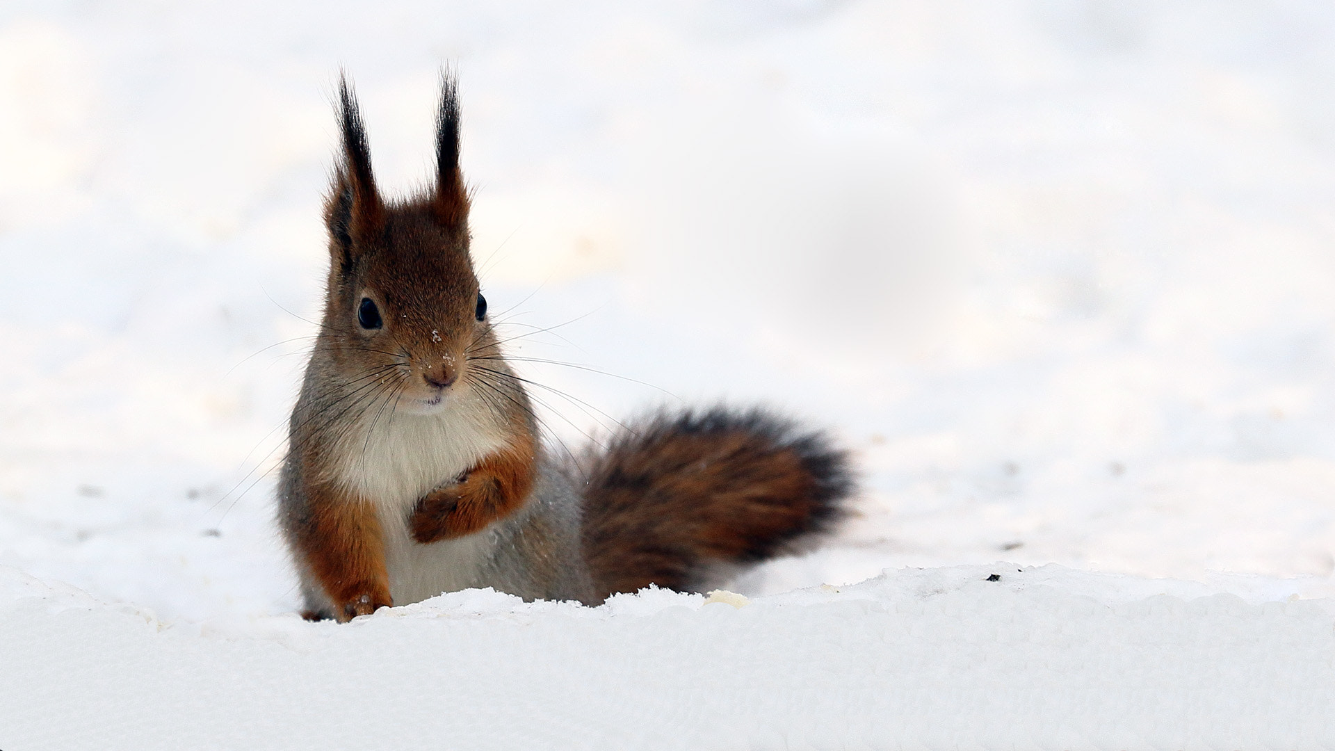 Canon EF 70-300mm F4-5.6L IS USM sample photo. Squirrel photography