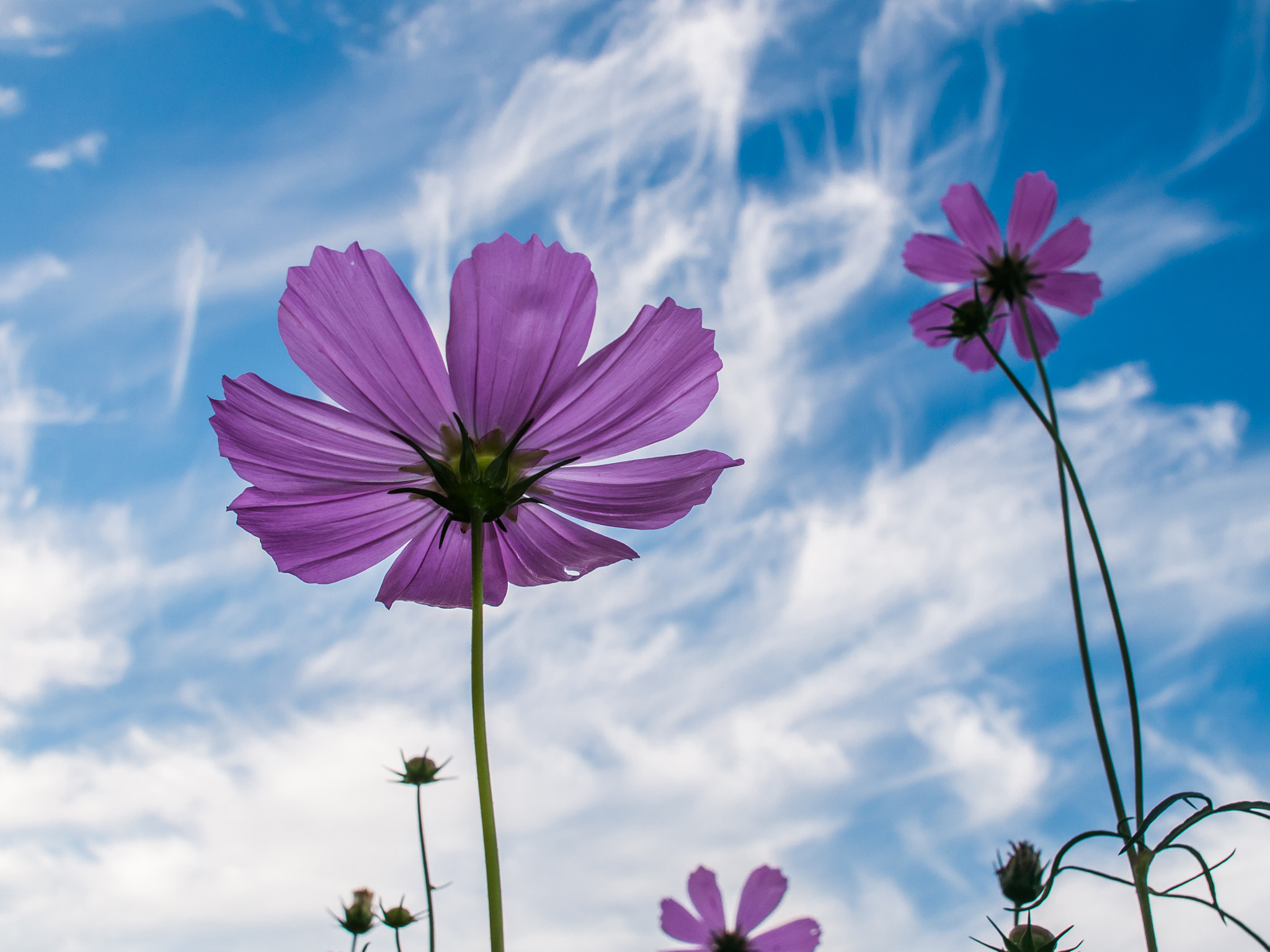 Panasonic Lumix DMC-G5 + Sigma 19mm F2.8 EX DN sample photo. Skyward photography