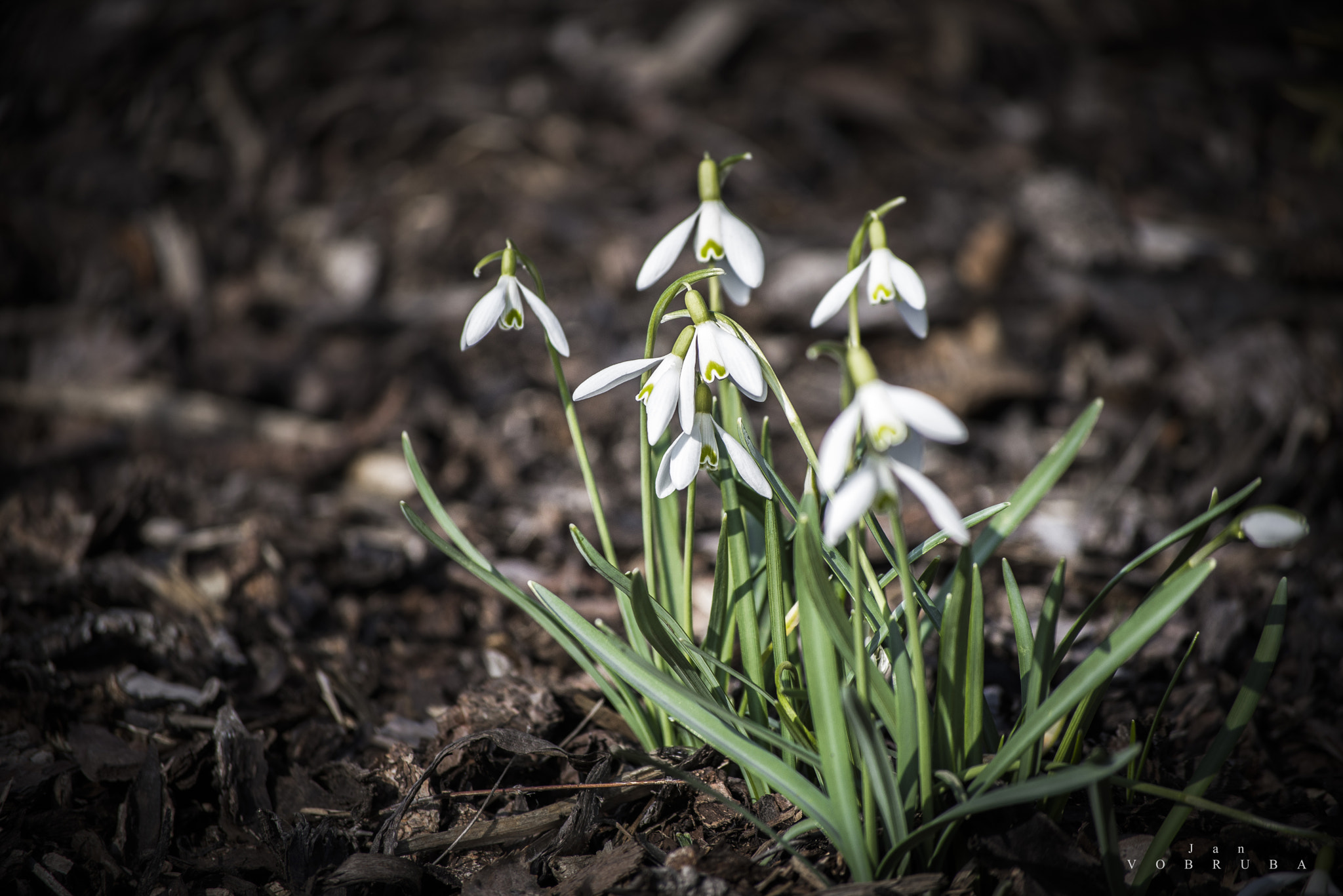 Nikon D600 sample photo. Snowdrops - rumburk photography
