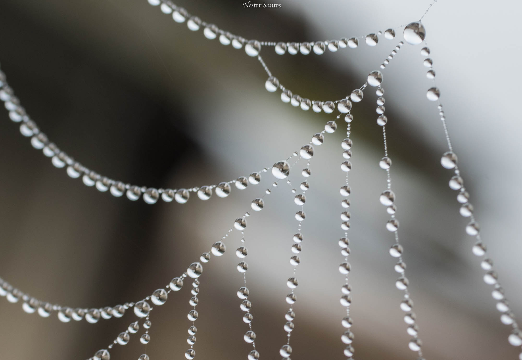 Pentax smc D-FA 50mm F2.8 Macro sample photo. Water pearl´s photography