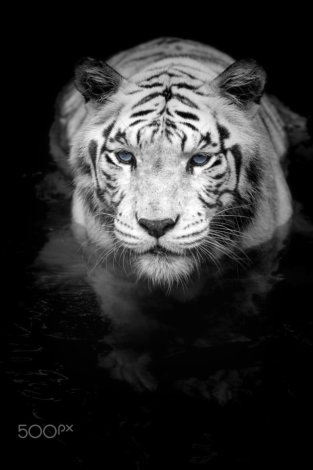 Canon EOS 5D Mark II + Canon EF 400mm F5.6L USM sample photo. White tiger photography