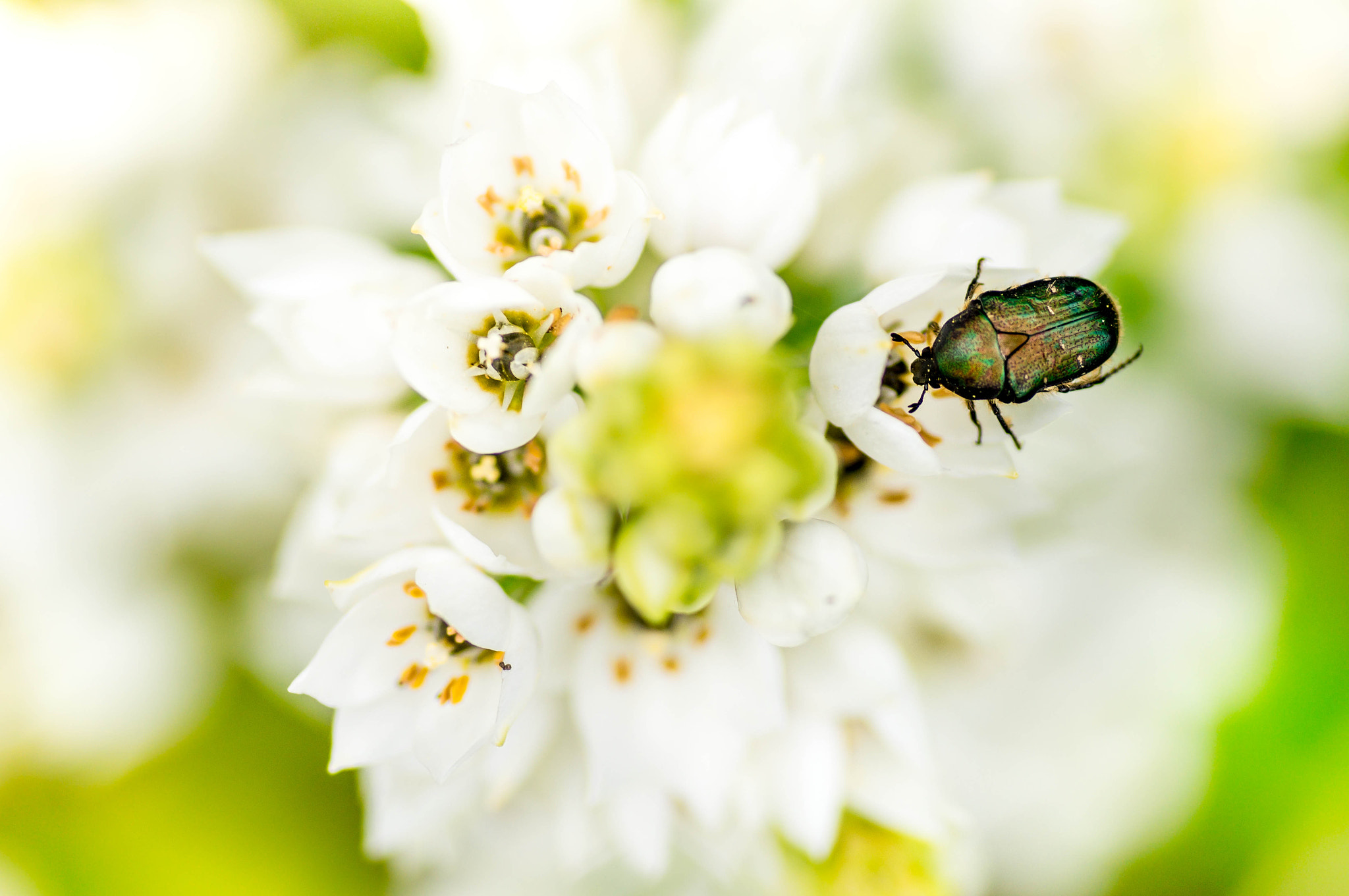 Sony Alpha NEX-5N + Tamron SP AF 90mm F2.8 Di Macro sample photo. Ornithogalum and chafer photography