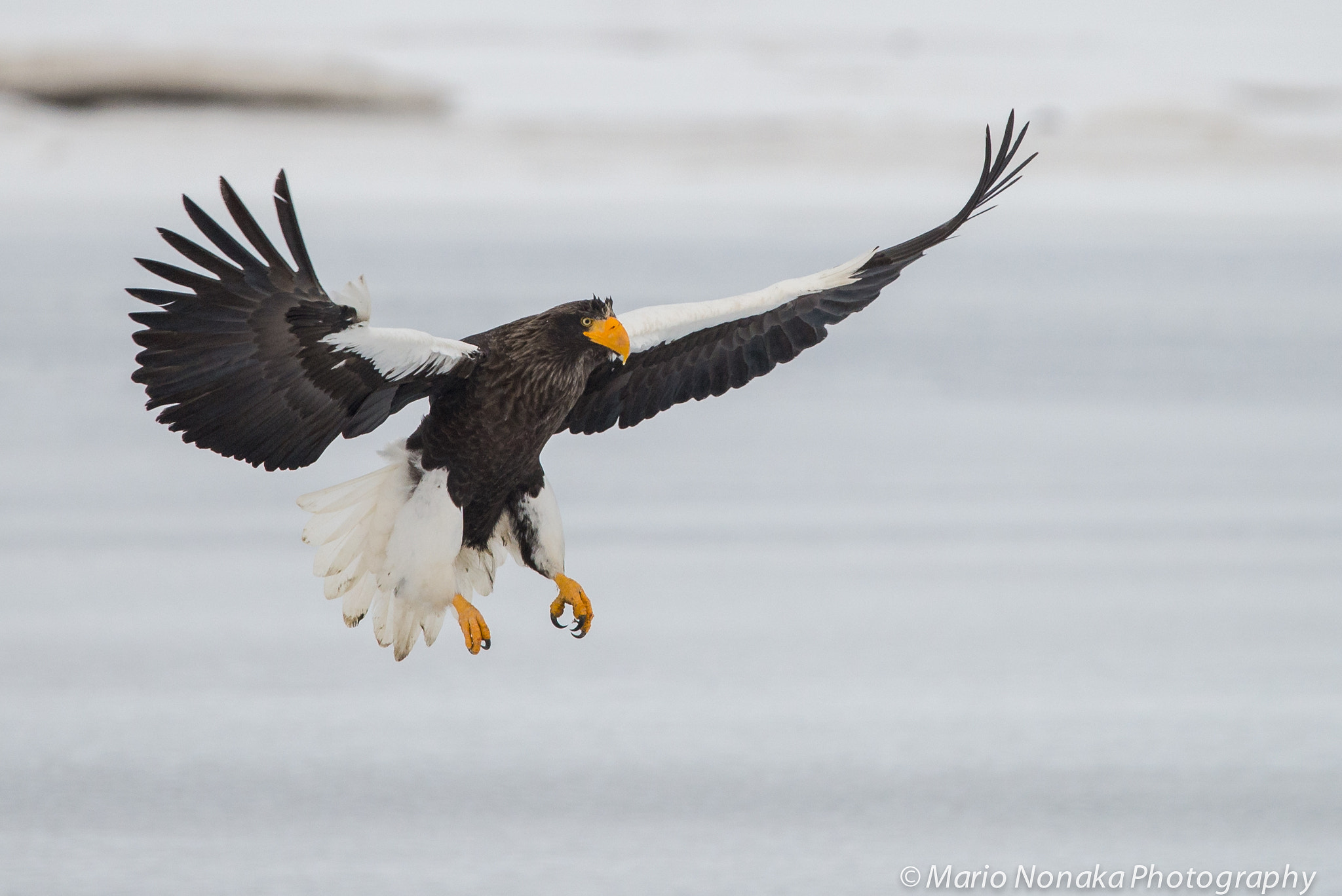 Sigma 150-600mm F5-6.3 DG OS HSM | S sample photo. Steller sea eagle photography