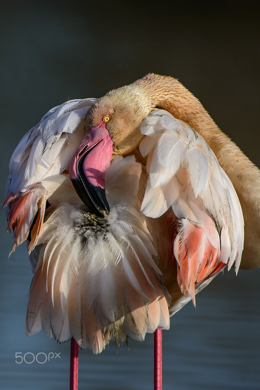 Nikon AF-S Nikkor 200-400mm F4G ED-IF VR sample photo. Greater flamingo photography