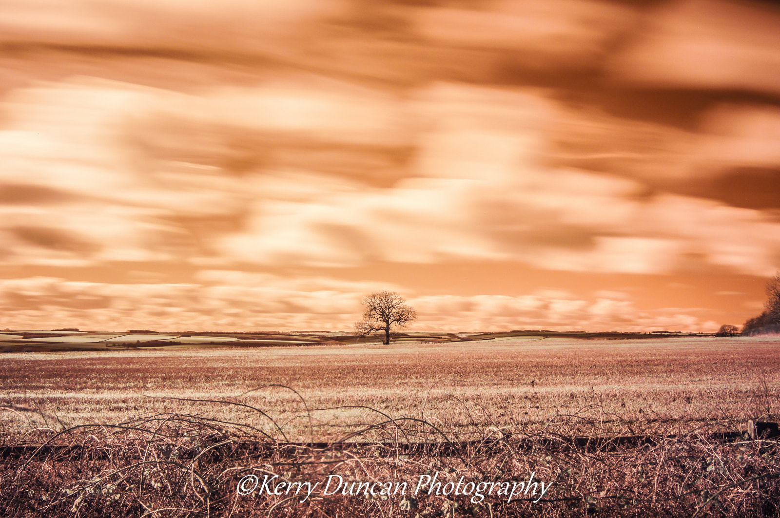 Sony Alpha DSLR-A580 + Sony DT 30mm F2.8 Macro SAM sample photo. Copper tree photography