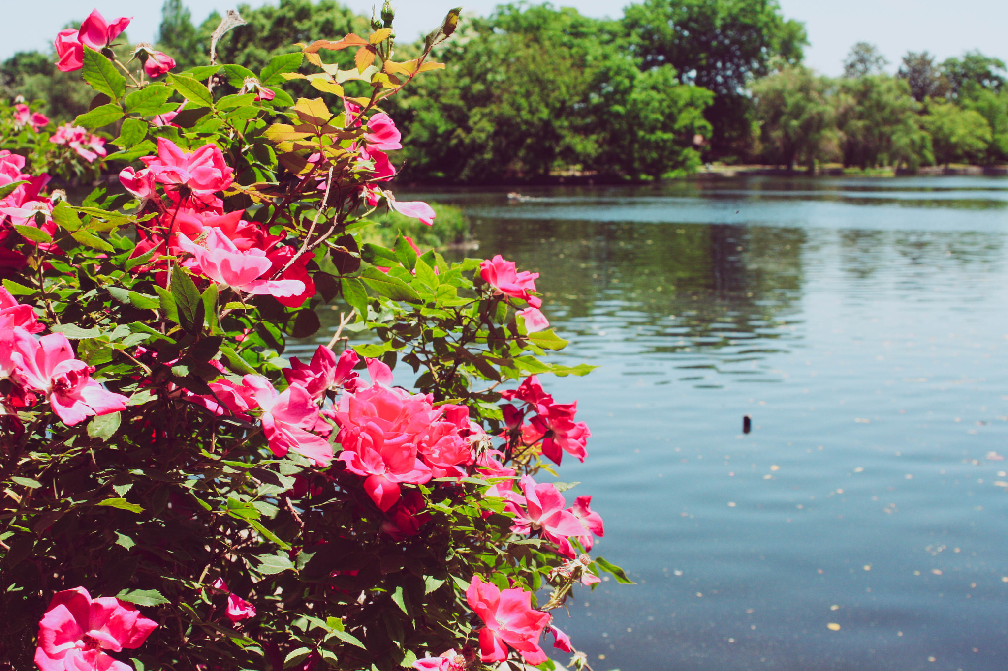Canon EF 28-80mm f/2.8-4L sample photo. Nashville. photography