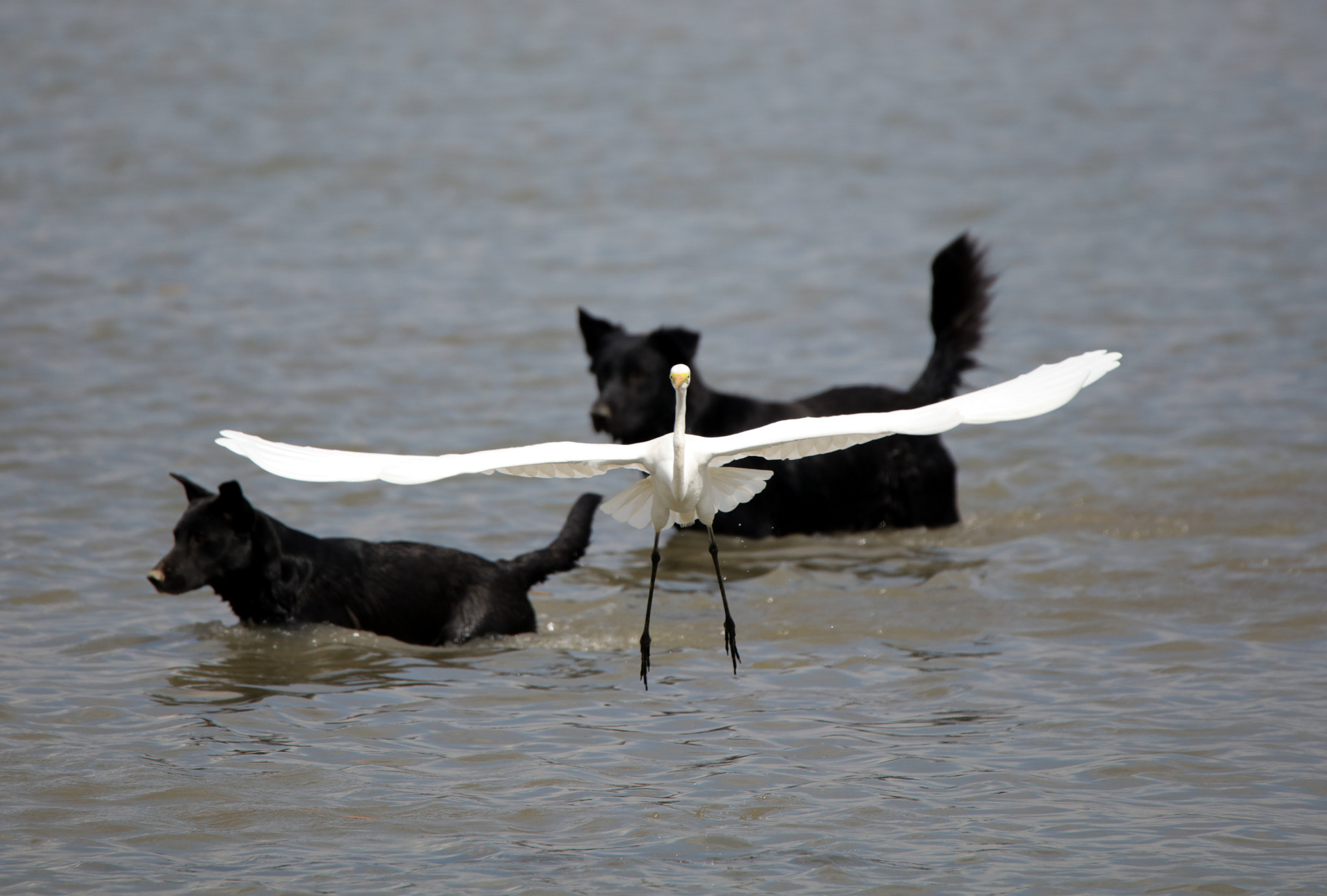 Canon EOS 5DS + Tamron SP 150-600mm F5-6.3 Di VC USD sample photo. Egret and dogs photography