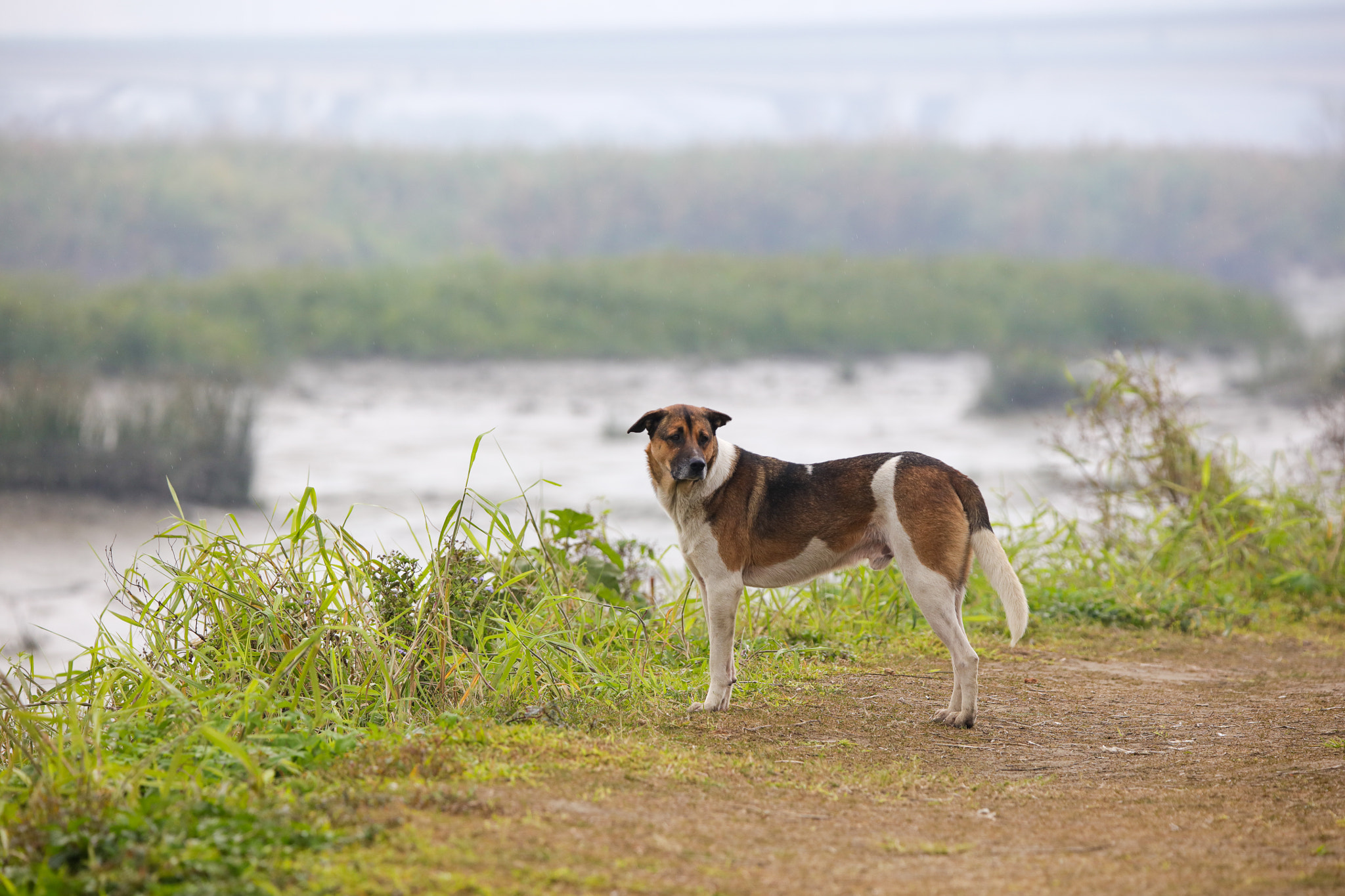 Tamron SP 150-600mm F5-6.3 Di VC USD sample photo. Dog photography