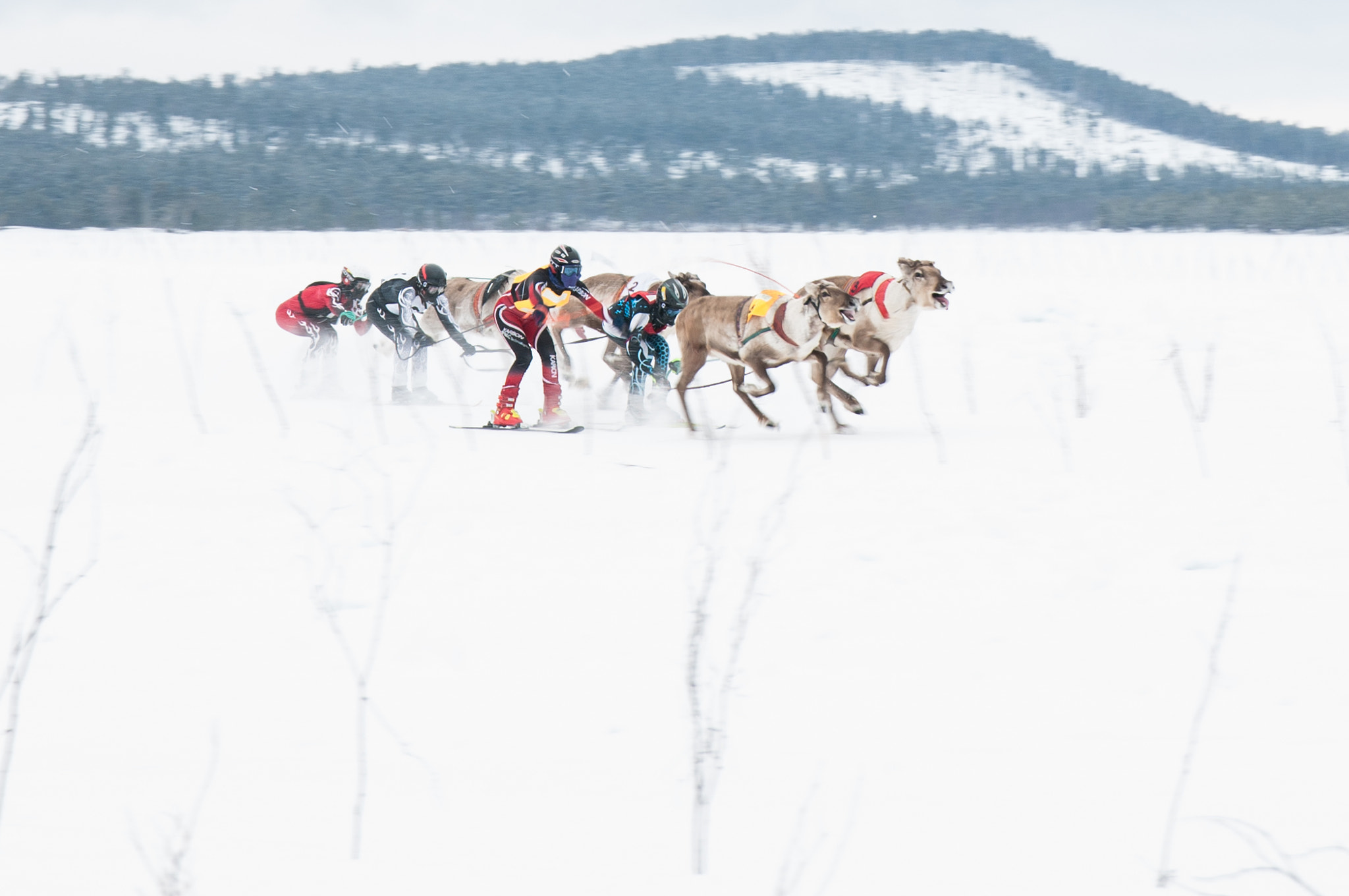 Sigma 17-70mm F2.8-4 DC Macro OS HSM | C sample photo. Inari reindeer championships race photography