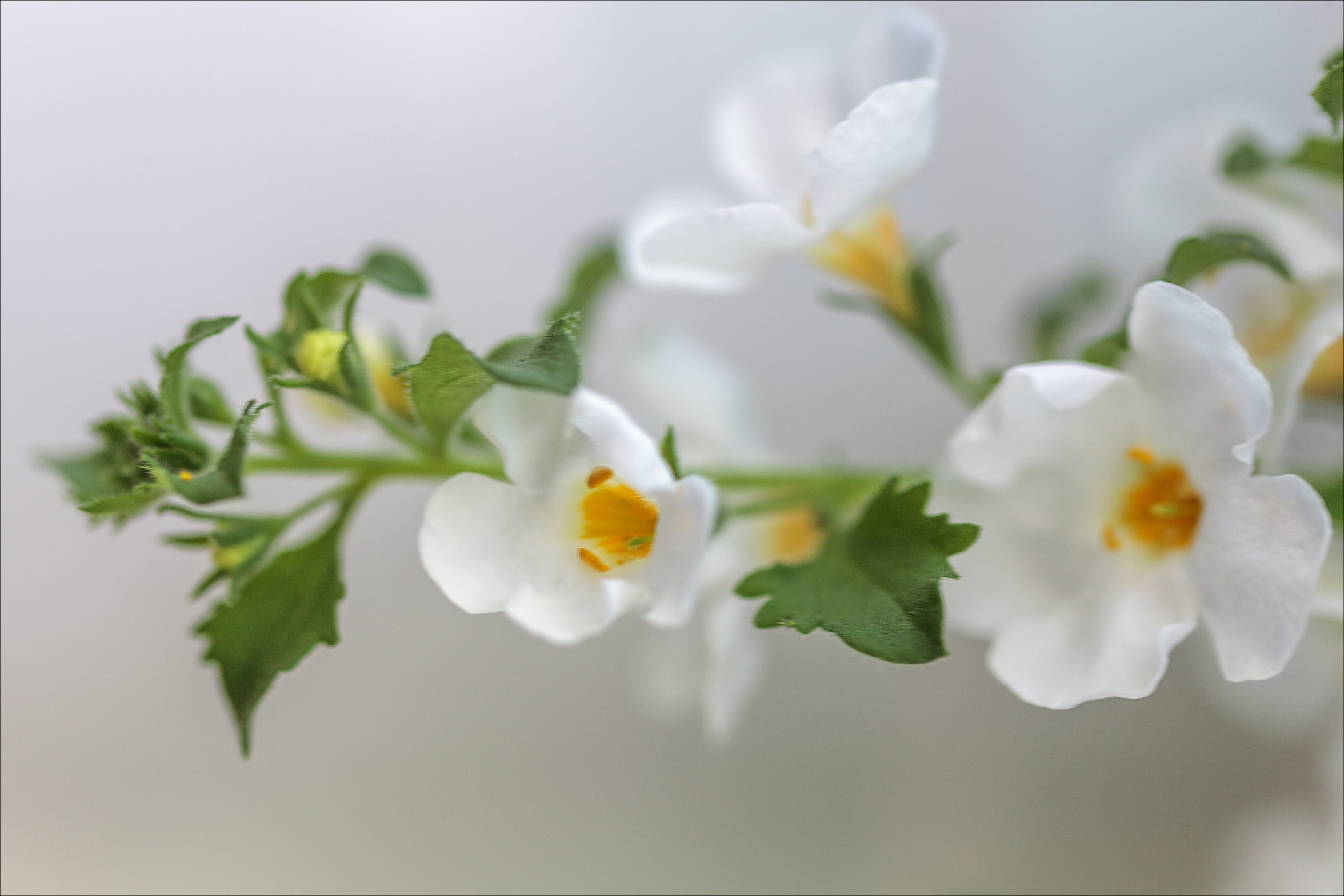 Sigma 105mm F2.8 EX DG OS HSM sample photo. Soft white photography