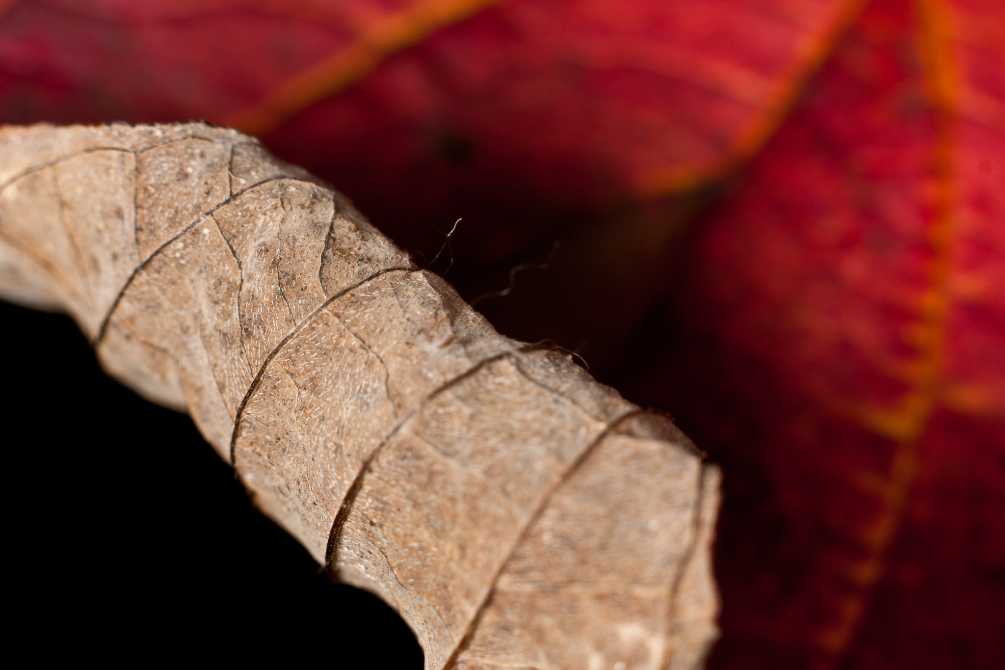 Canon EOS 40D + Canon EF 50mm f/1.8 sample photo. Turning leaf photography